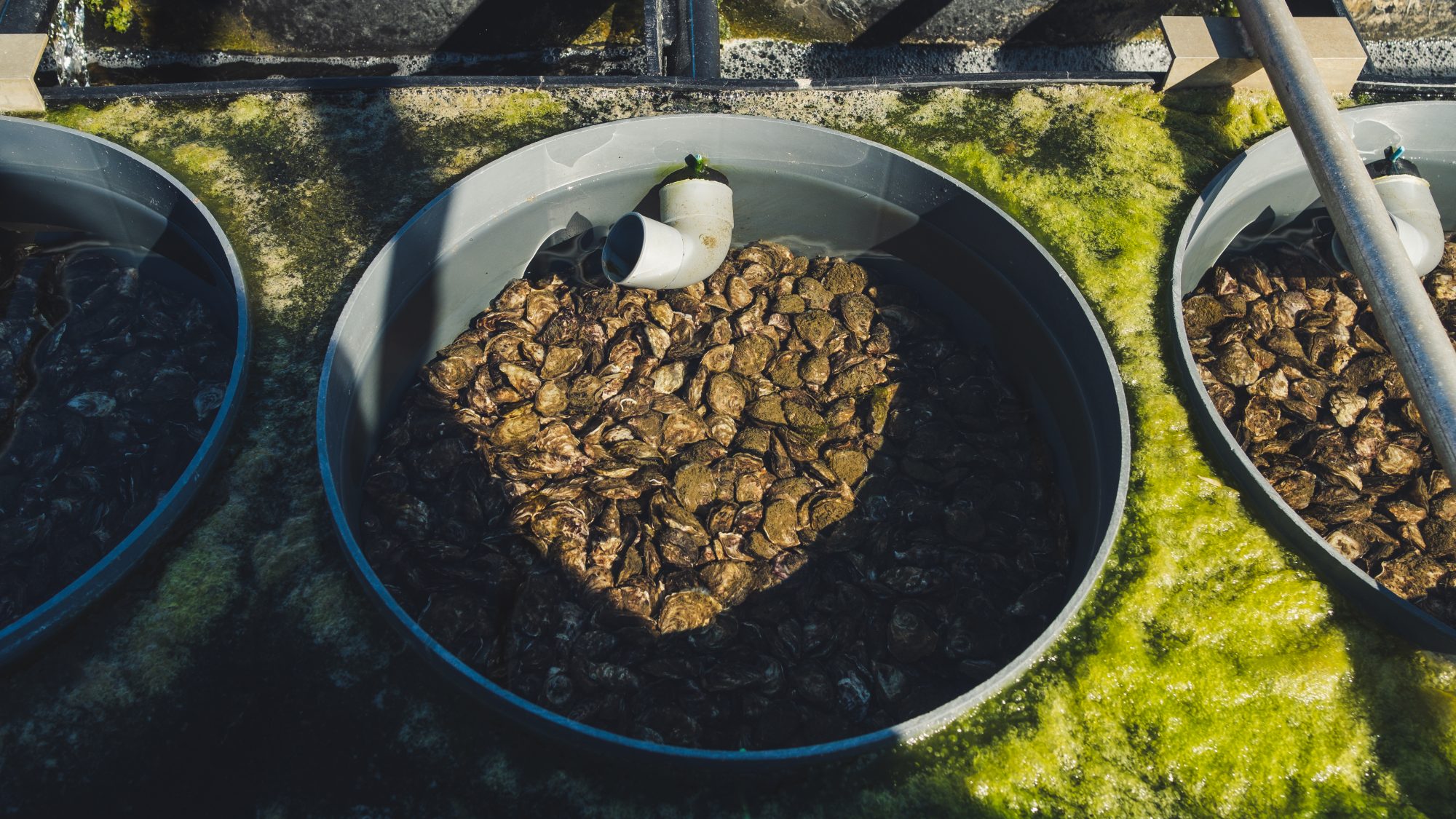 le lit des bébé huitres : la nurserie des huitres à la ferme des baleines, une visite intéressante !