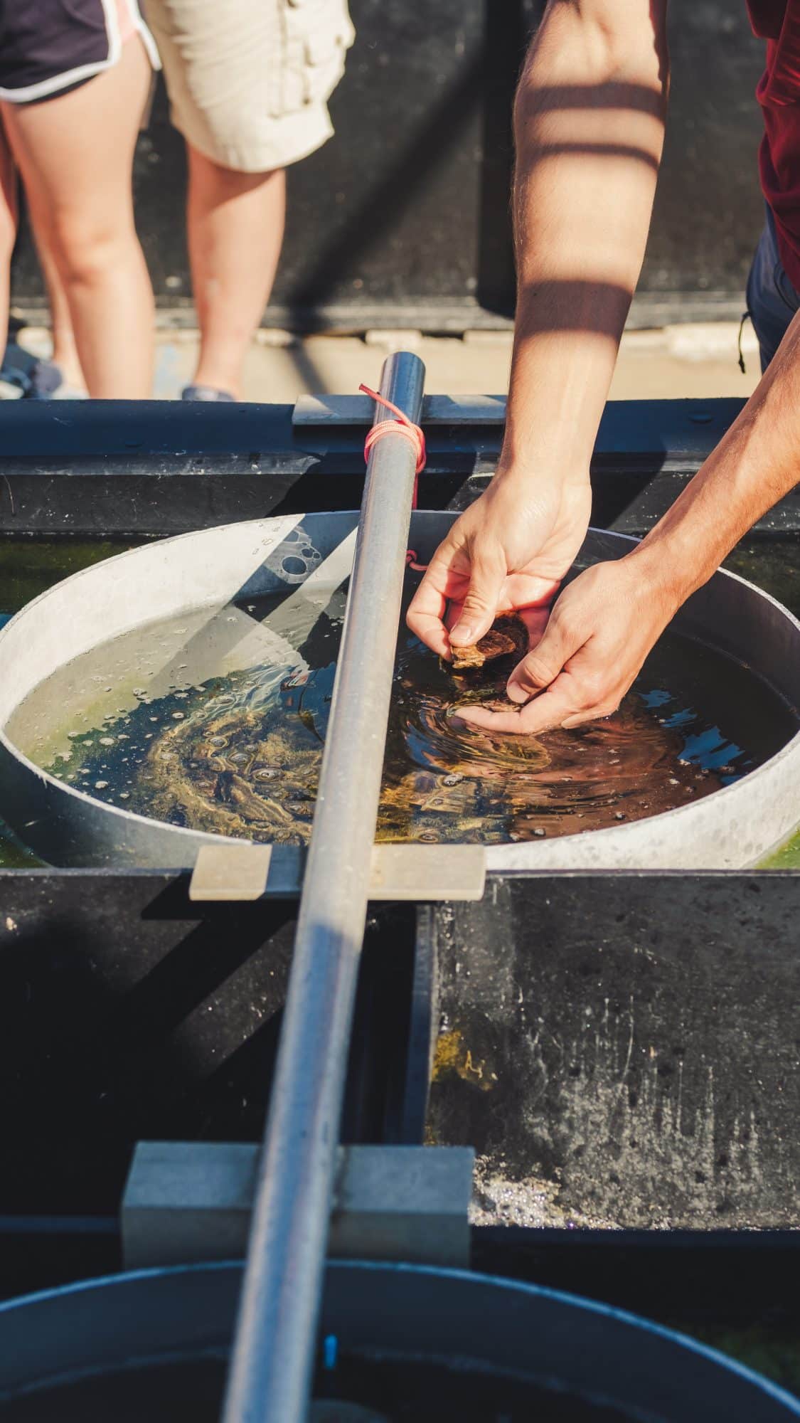 visite de la ferme des baleines : une activité éducative à faire sur l'ile de ré