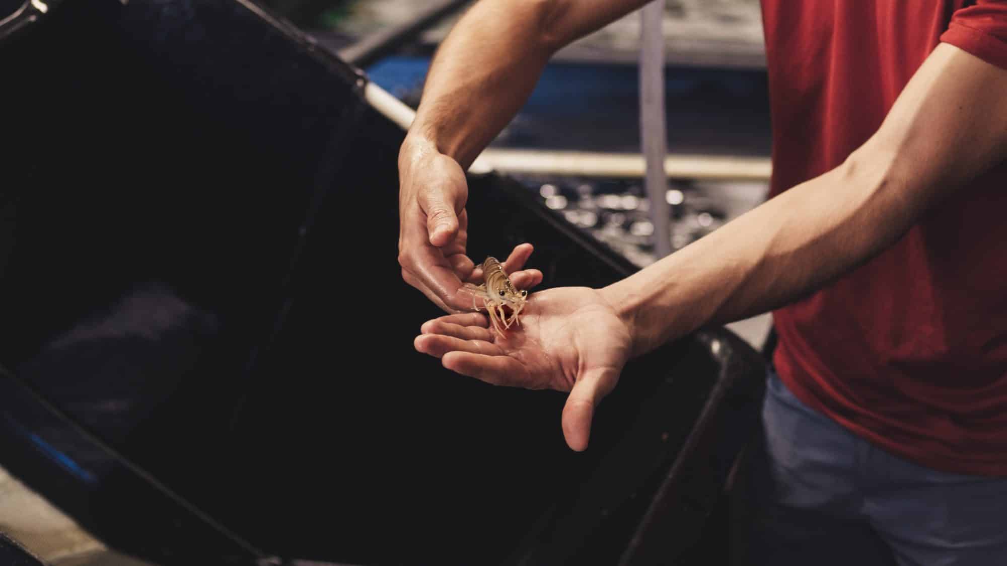 les crevettes appartiennent à l'ecosystème mis à place par la ferme des baleines dans ses bassins
