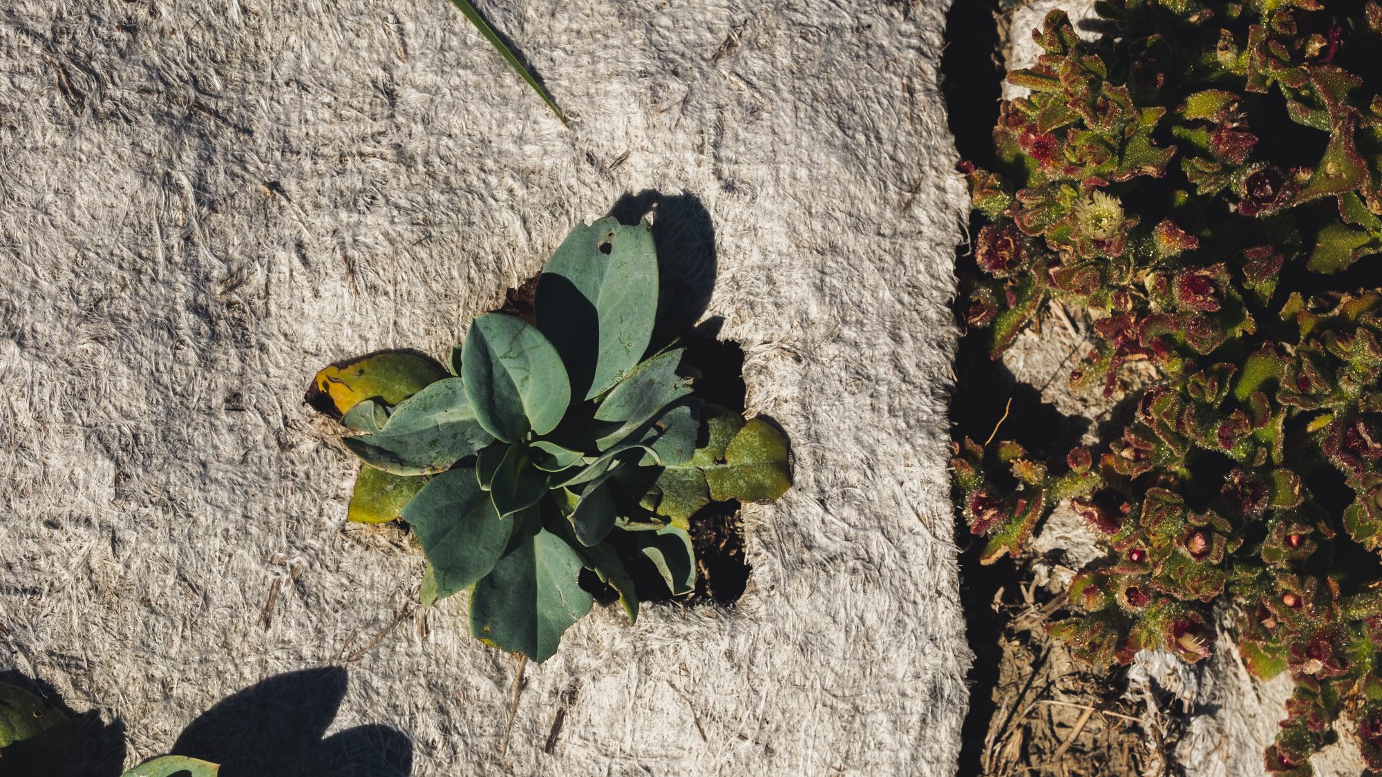 huitre végétale de la ferme des baleines : a gouter quand on vient sur l'ile de re