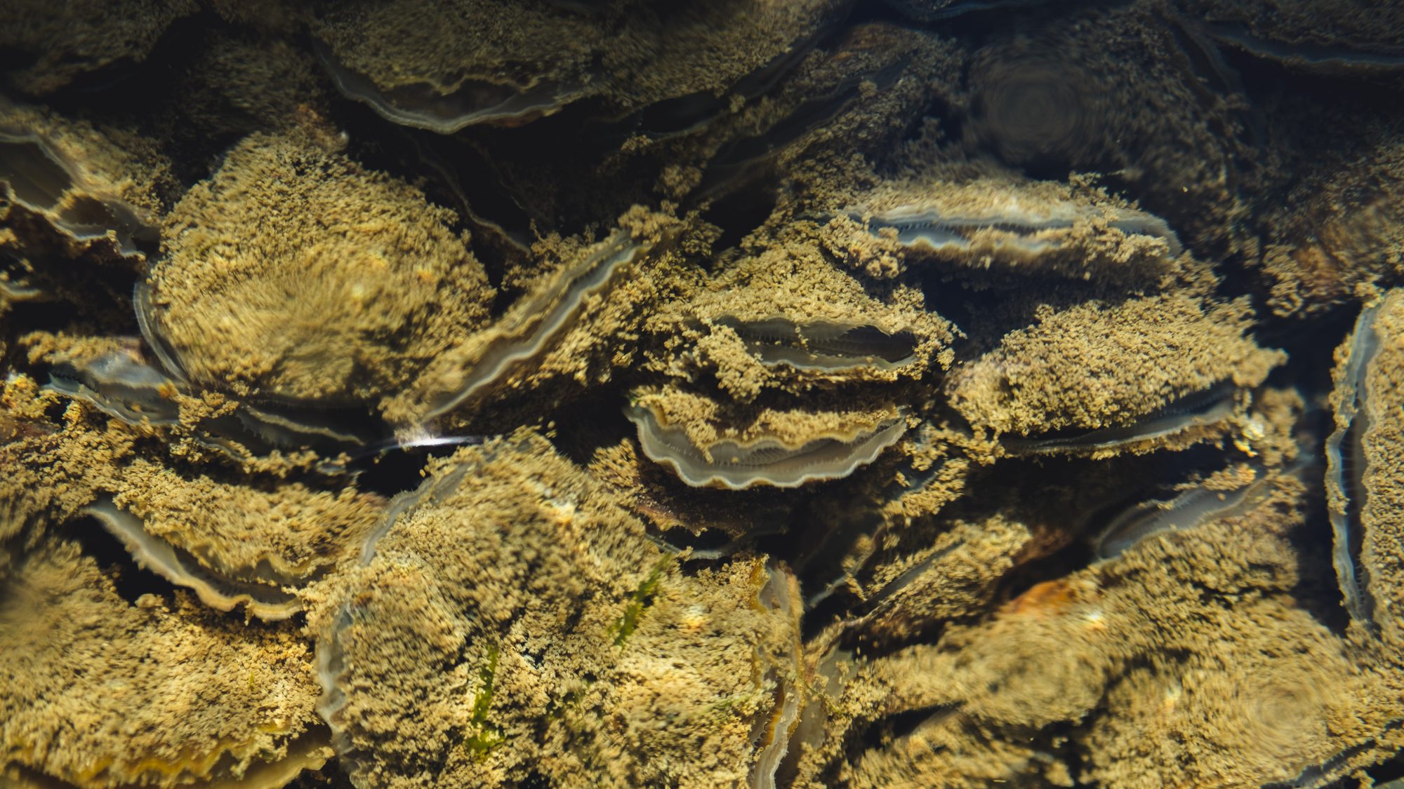 Les huîtres ouvrent leurs paupières !