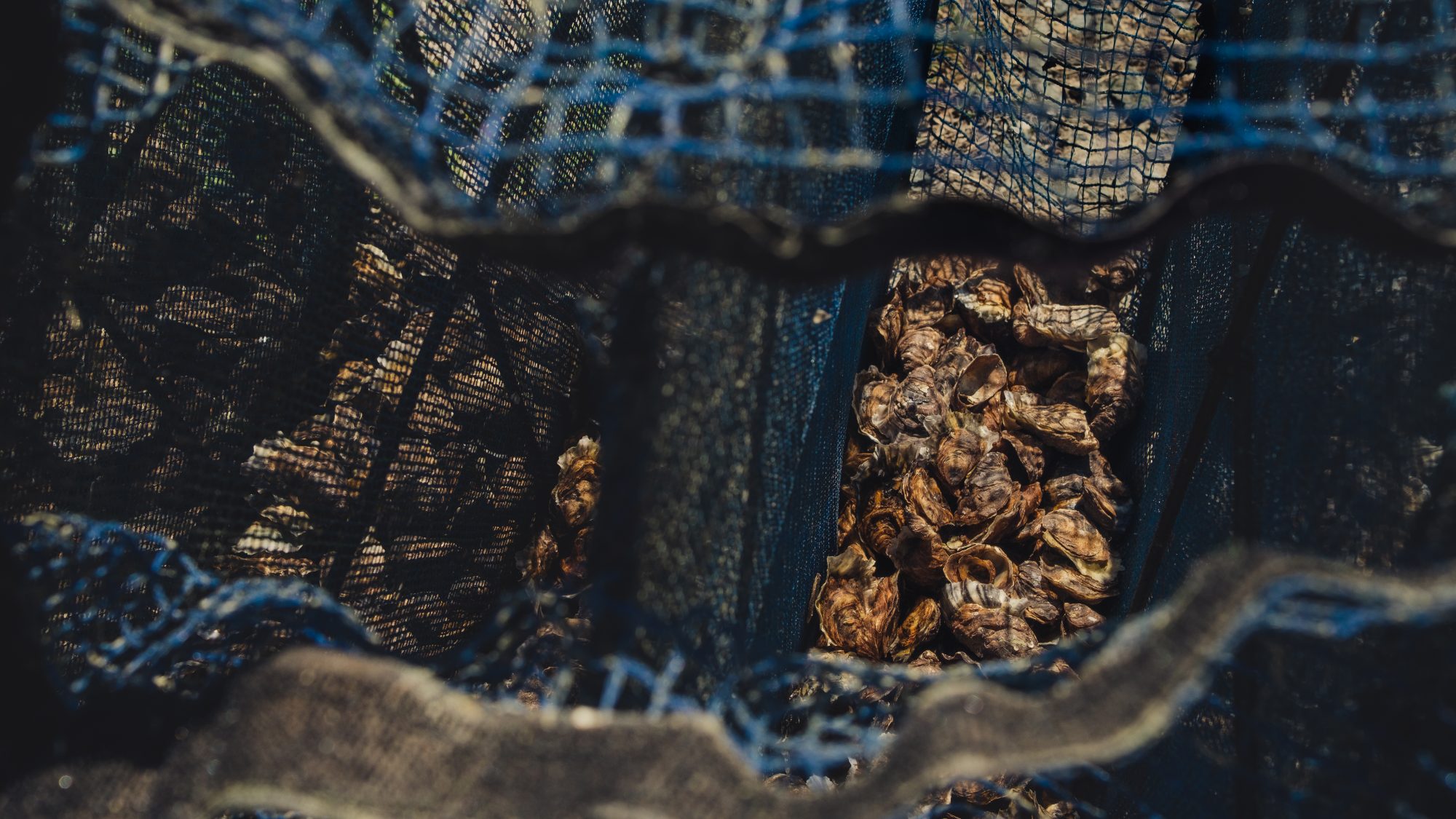 huîtres qui vont être secouée dans les lanternes