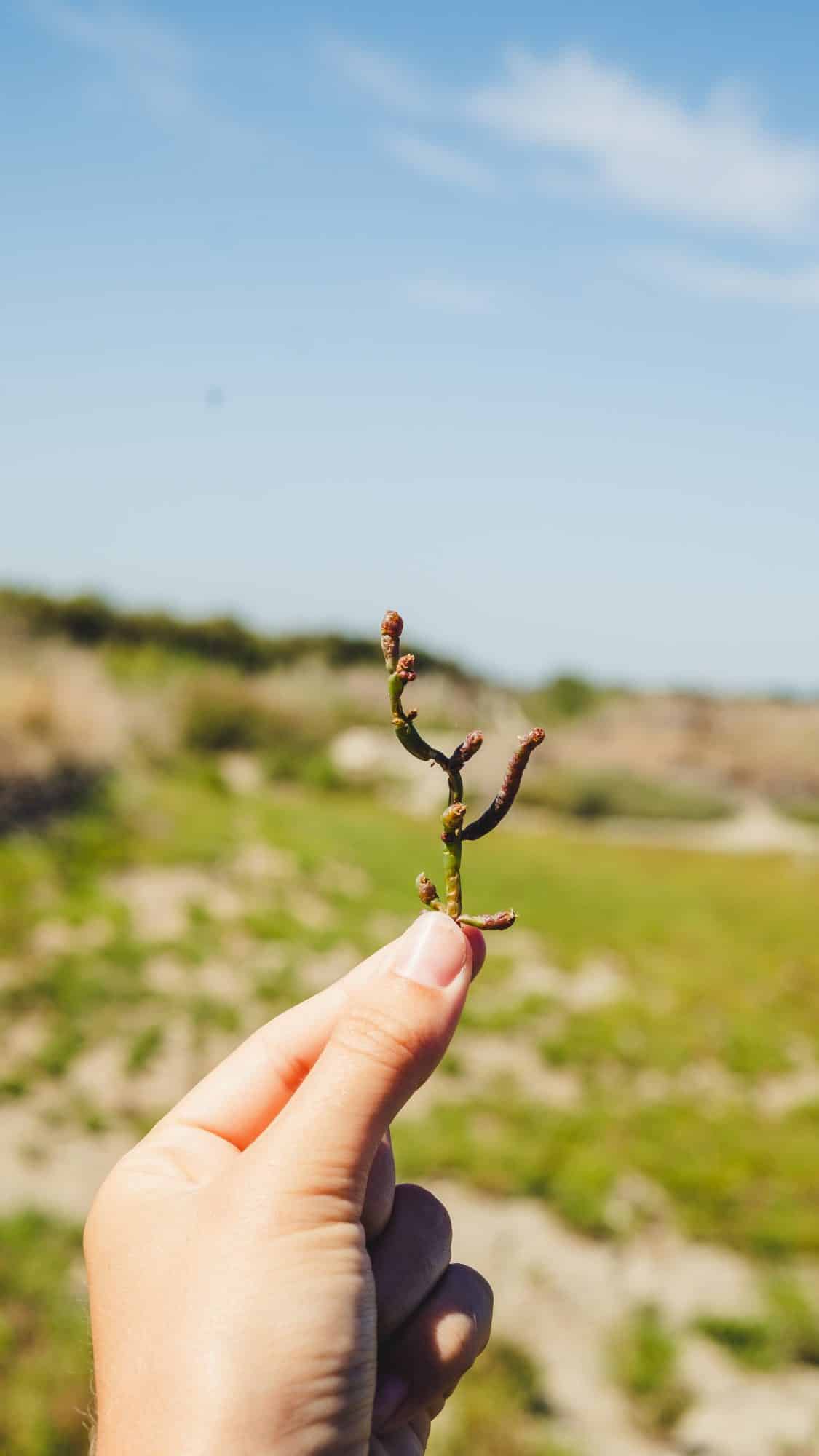 salicorne de l'ile de ré