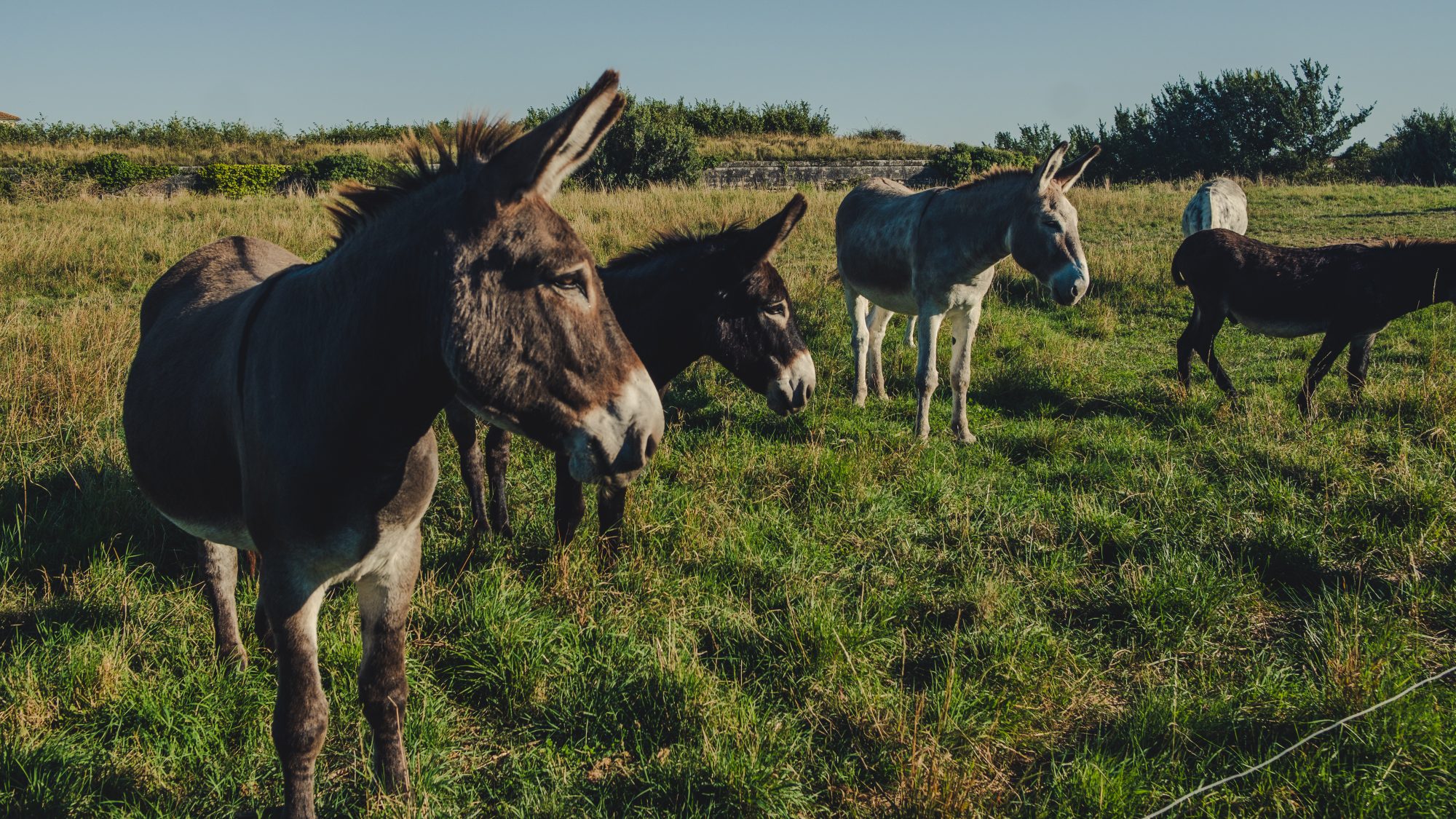 Anes sans culotte - Saint Martin Ile de Ré