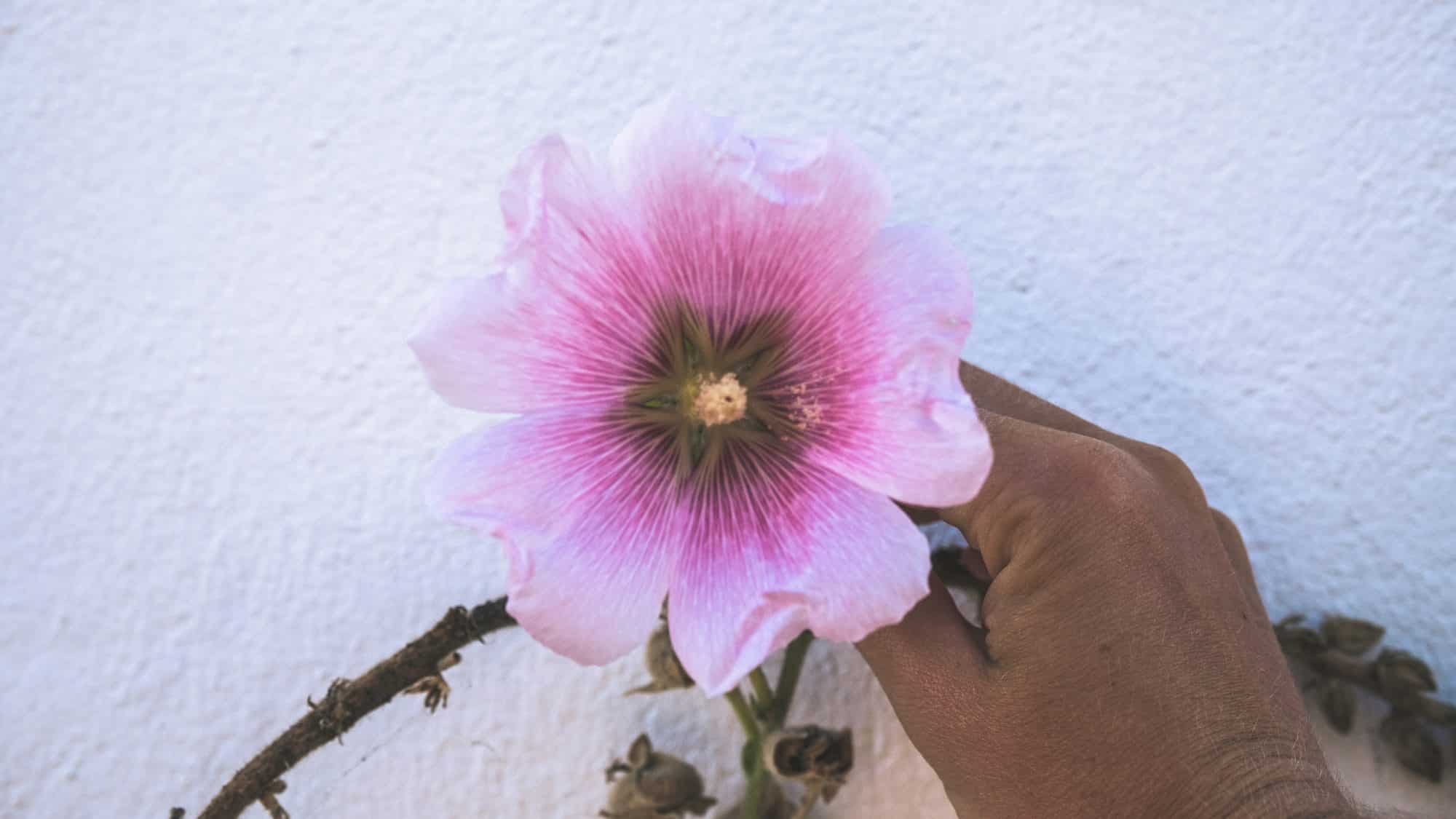 Admirer les roses trémières : activités quotidiennes sur l'ile de ré