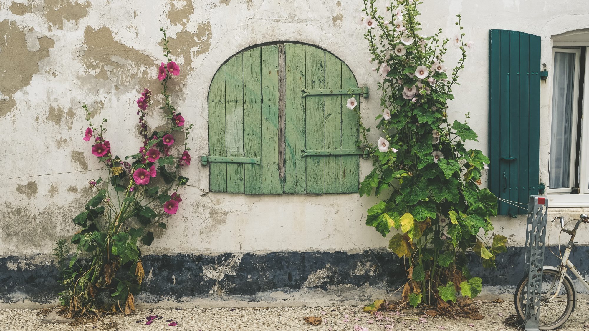 Classiques sur l'île de ré : volets verts, rose trémières, vélo