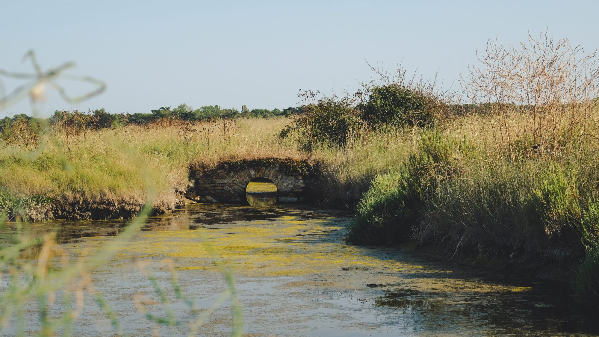 Terrain de jeu pour les aigrettes : les marais salants