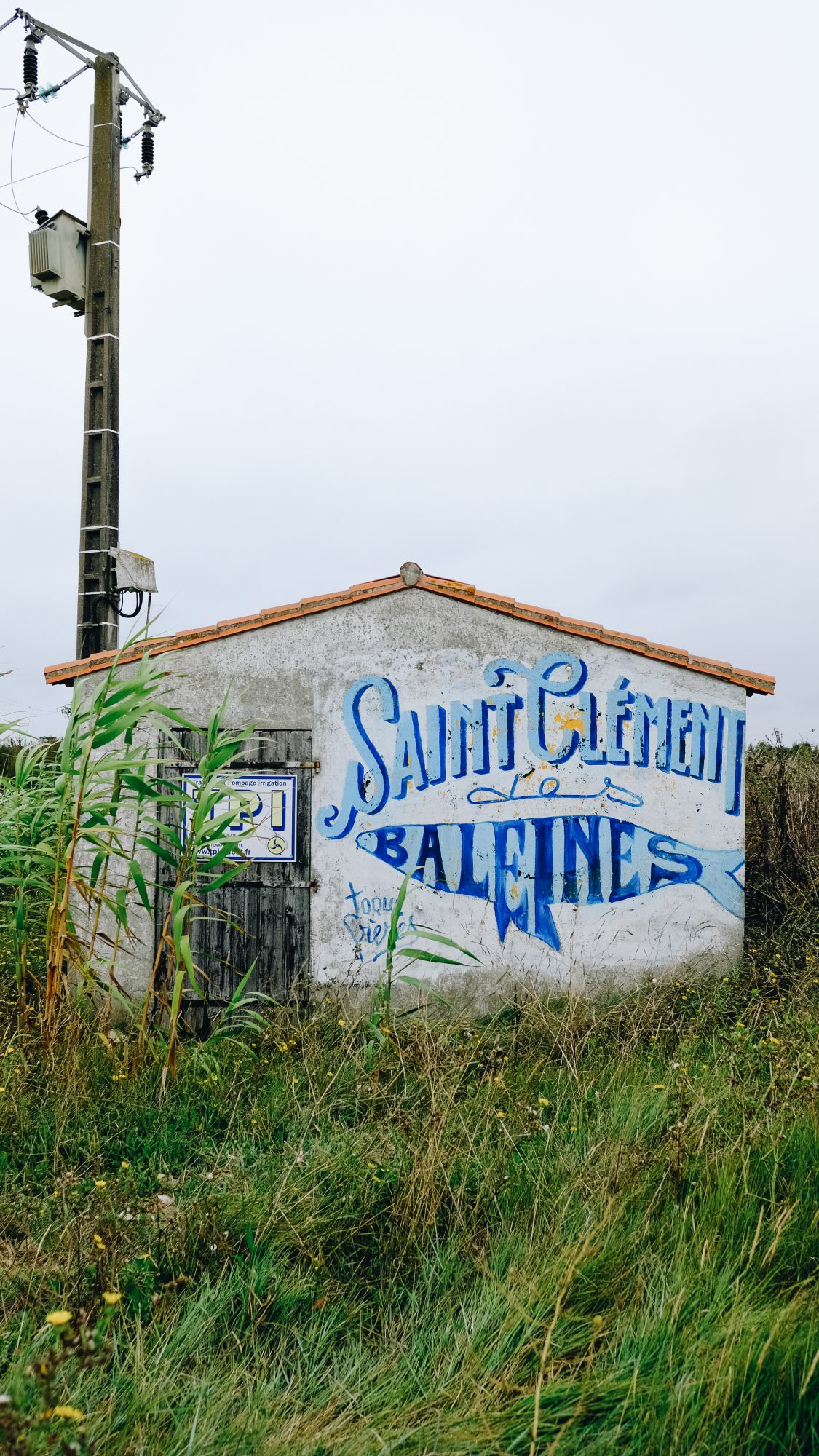 Arnute à Saint Clément des Baleines