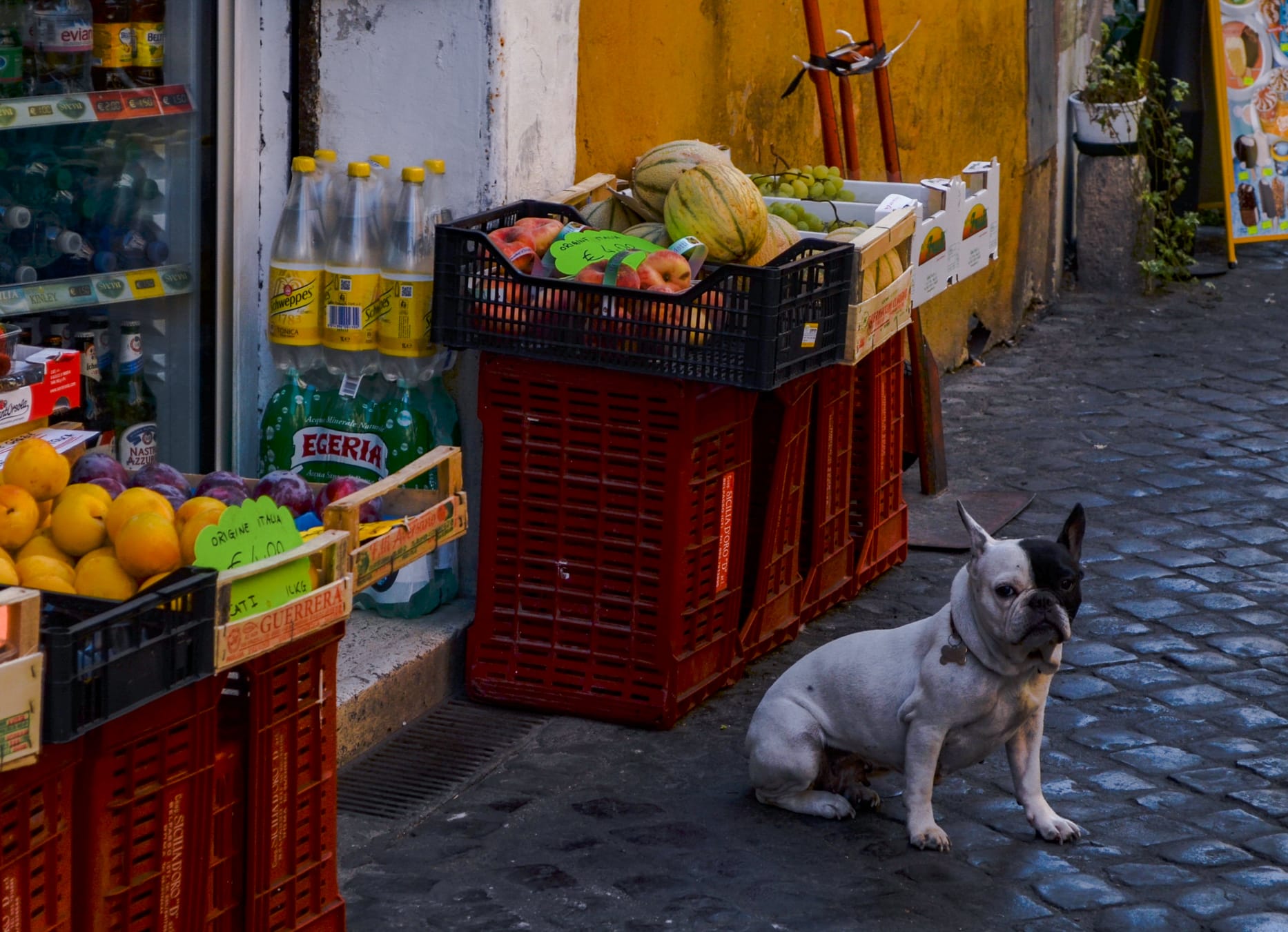 Petit chien devant une épicerie du Trastevere