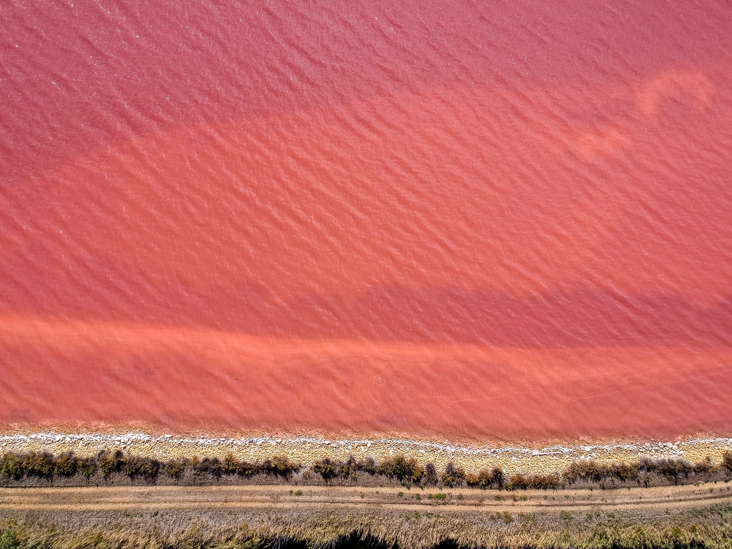 un lac rose en camargue : une explosion de couleur