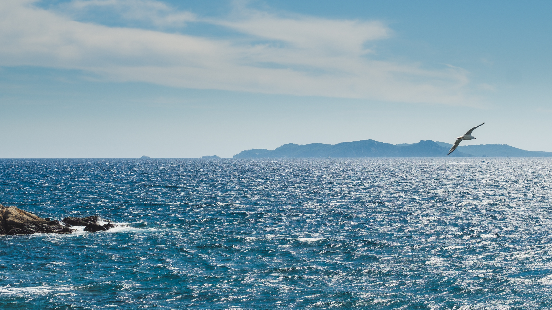Mouette qui vole vers porquerolles