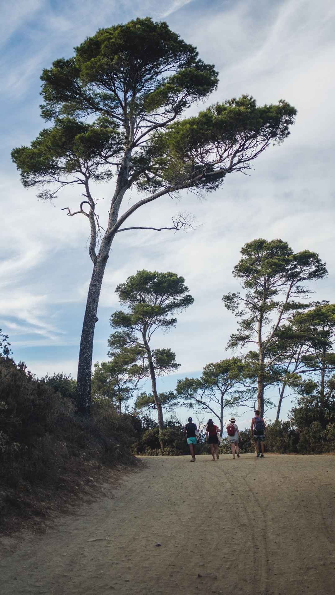 pins immenses sur les routes