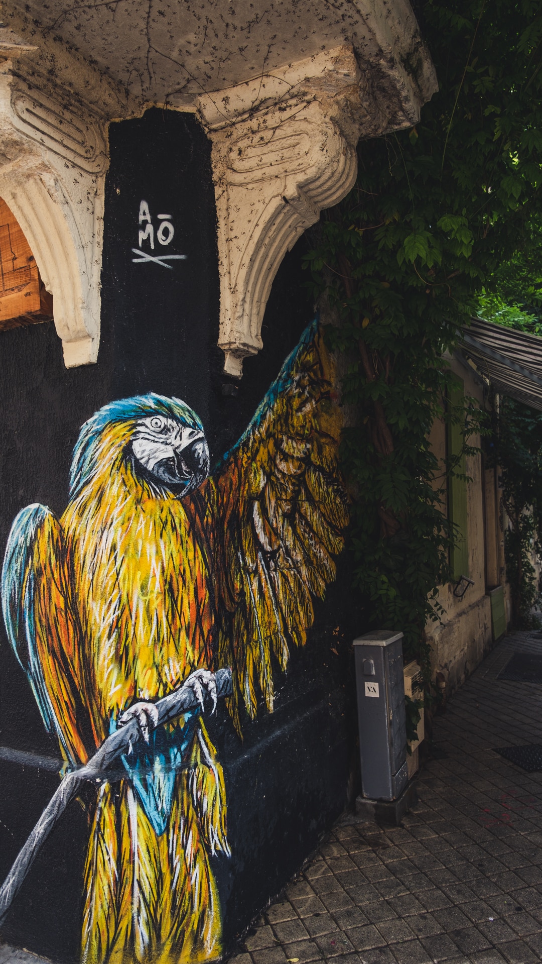 Un autre Amo : perroquet au central do brasil