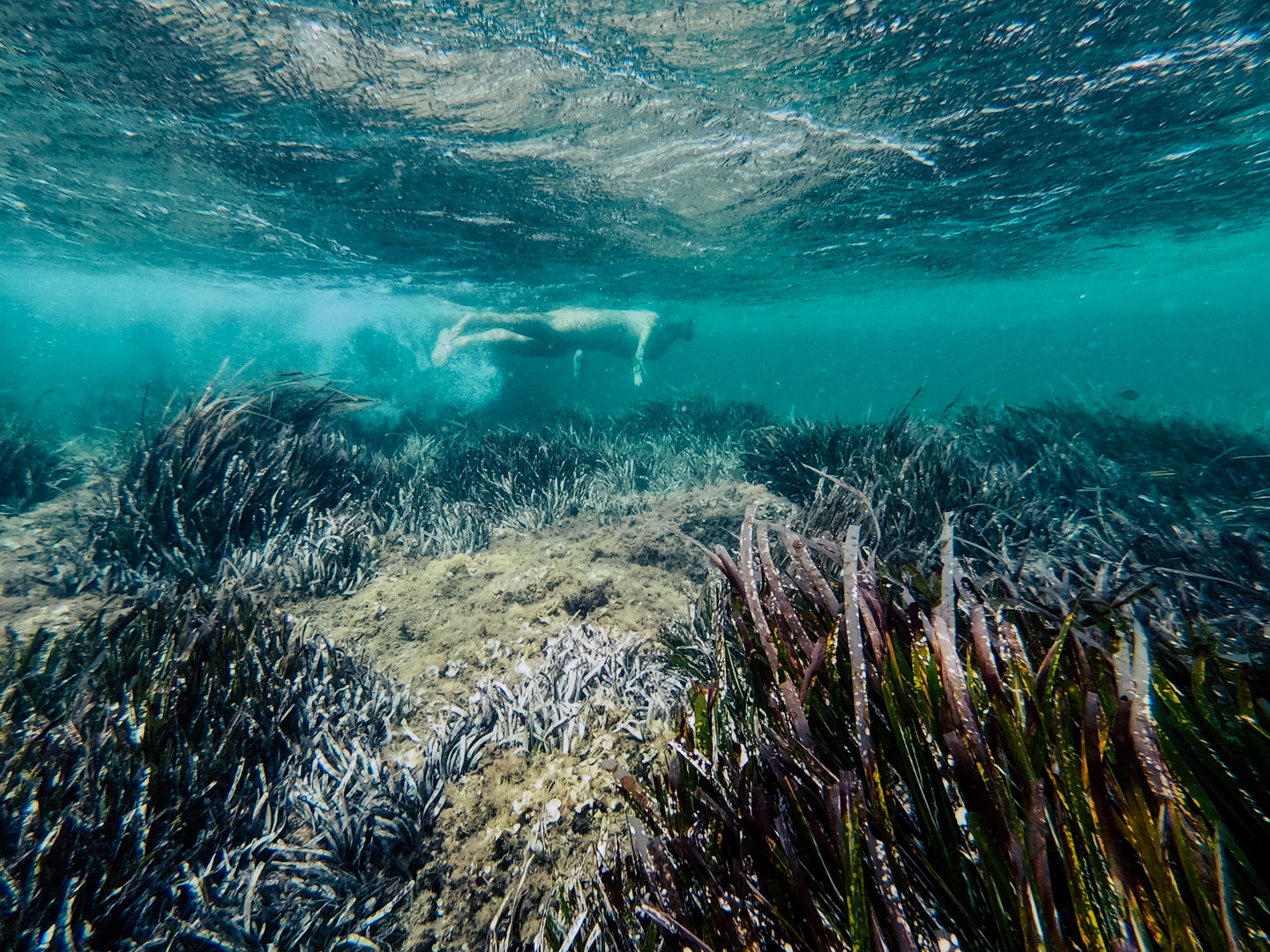 Les herbiers de Posidonie - Ile du Gaou