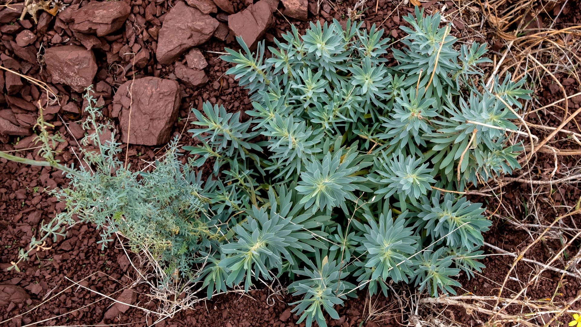 mignonne plante grasse