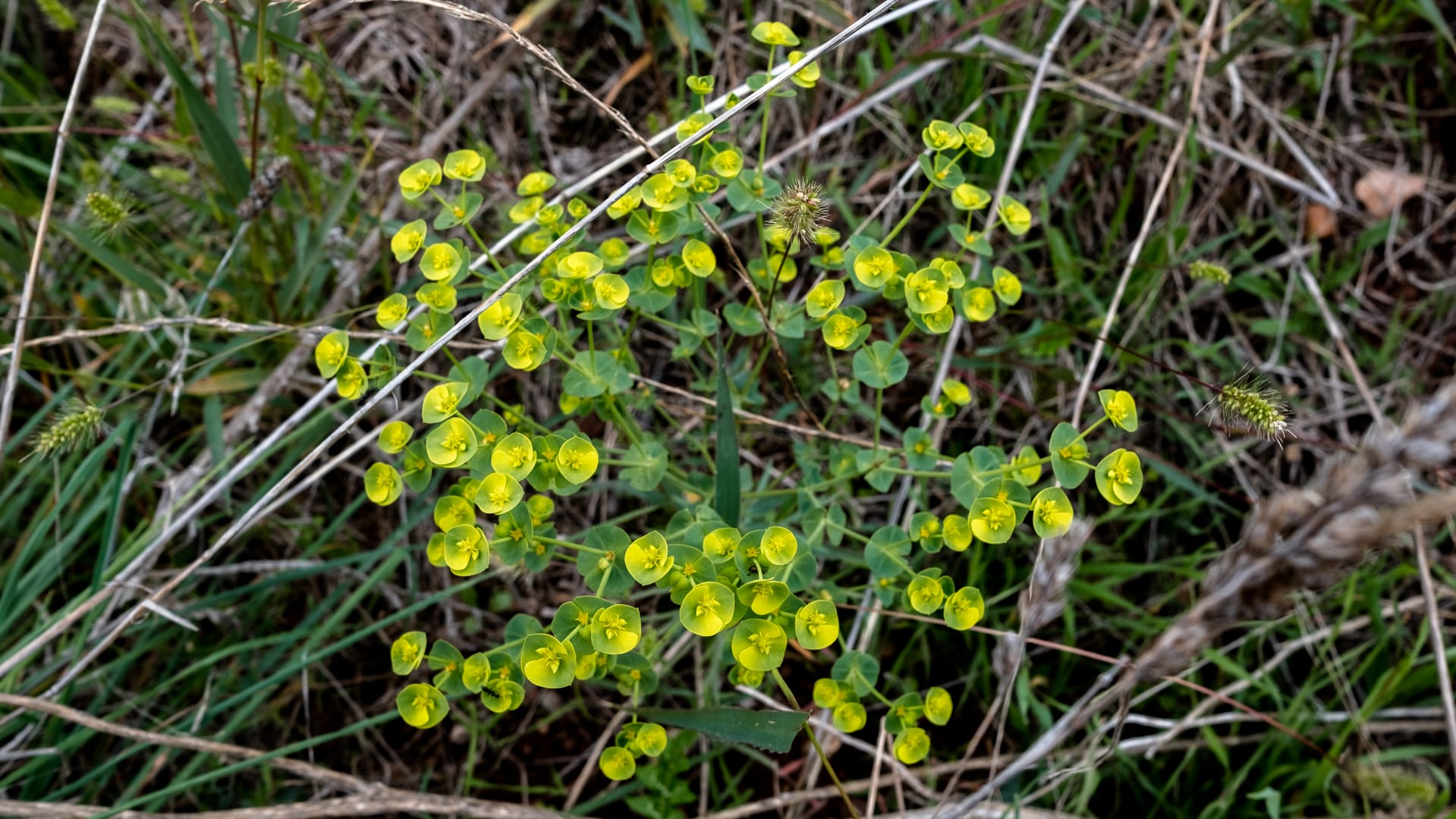 Flore pendant la balade autour de Montpellier