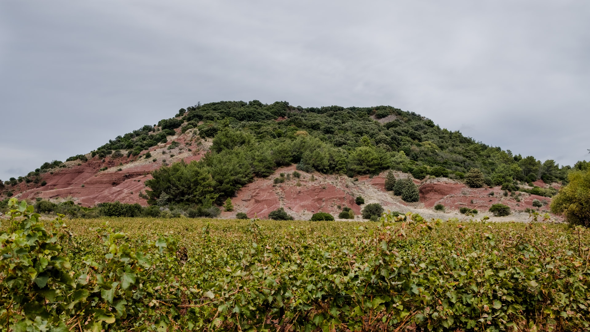 Contraste entre les vignes et les colines au lac du salagou