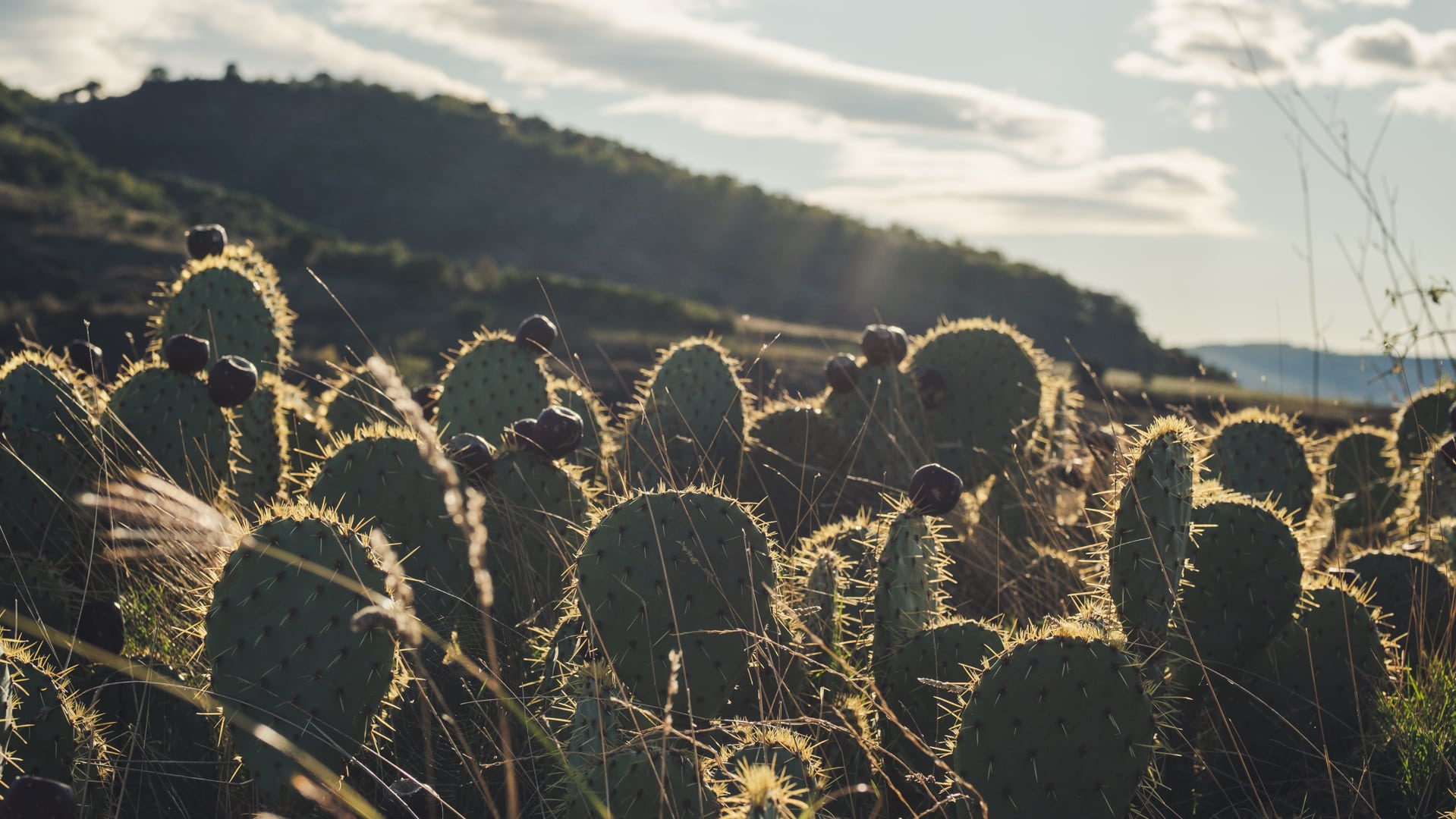Un air de Mexique pendant cette balade au Salagou, autour de Montpellier