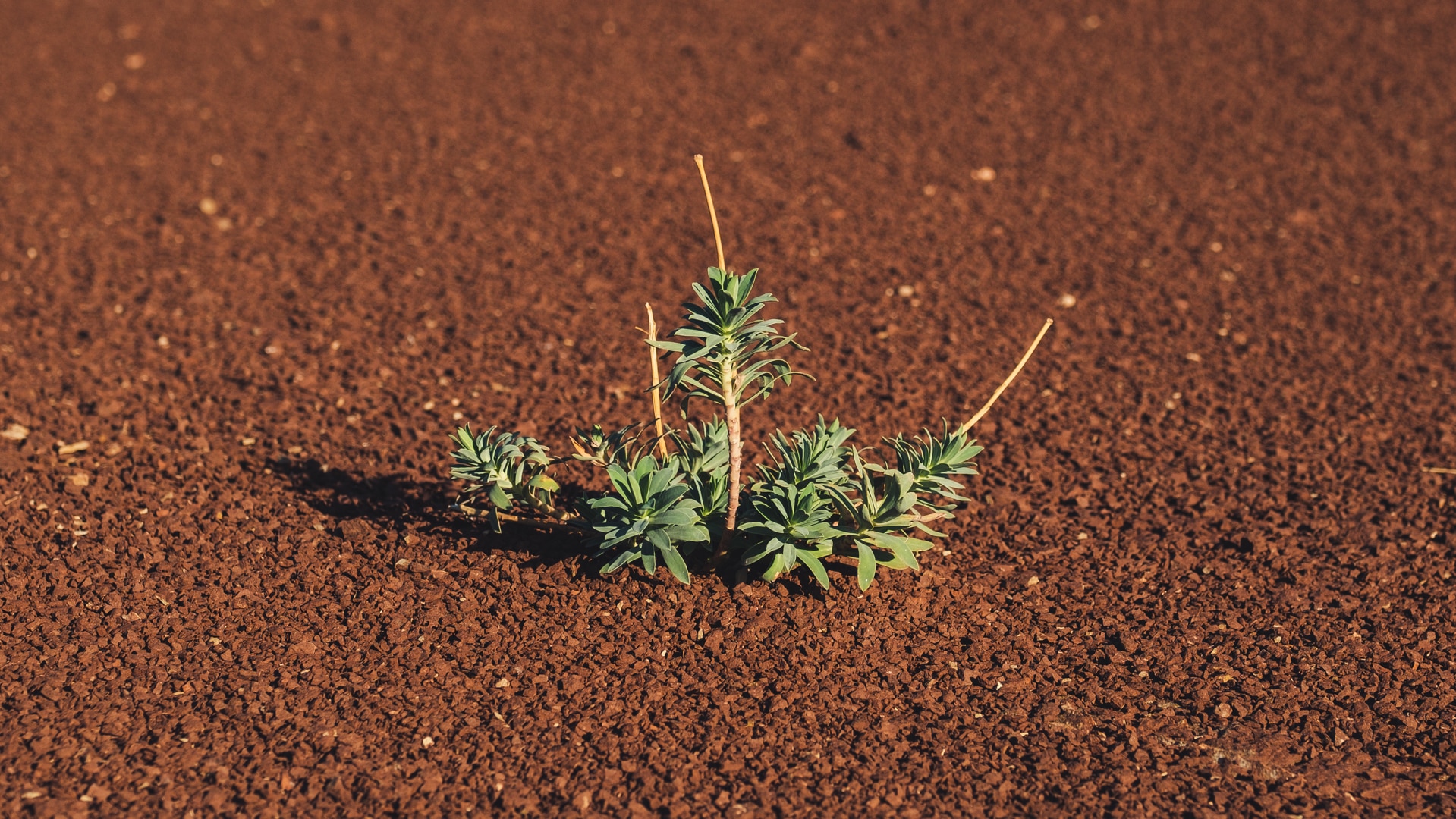 un peu de vie au milieu de la roche du lac du salagou