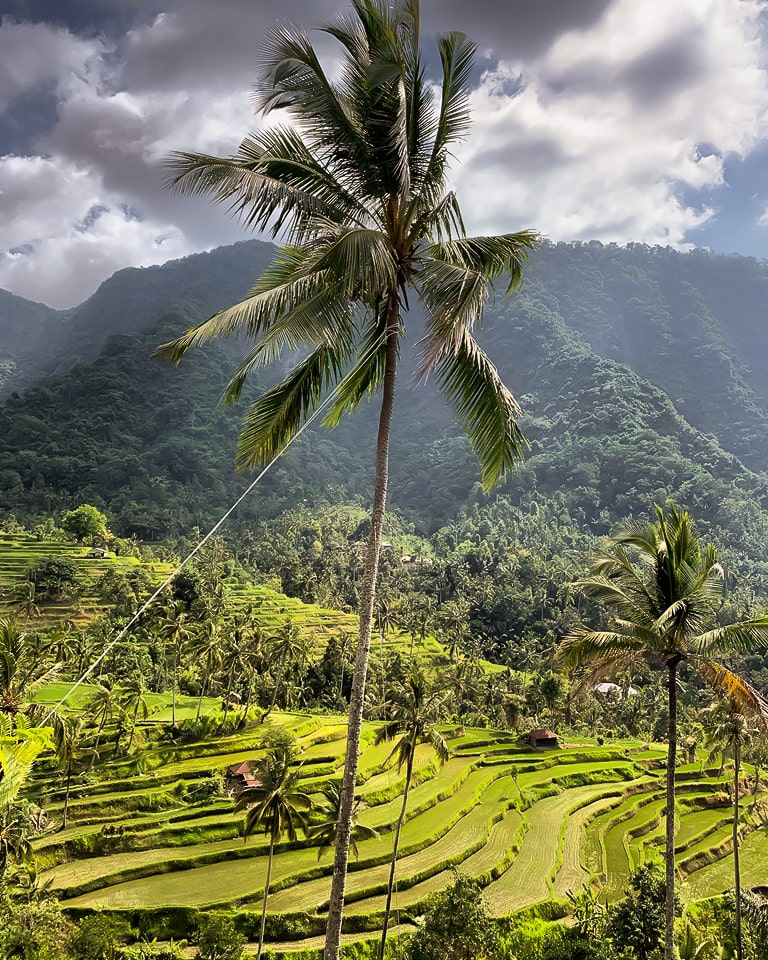 Les rizières : lieu de l'histoire de voyageur de Survoler le monde