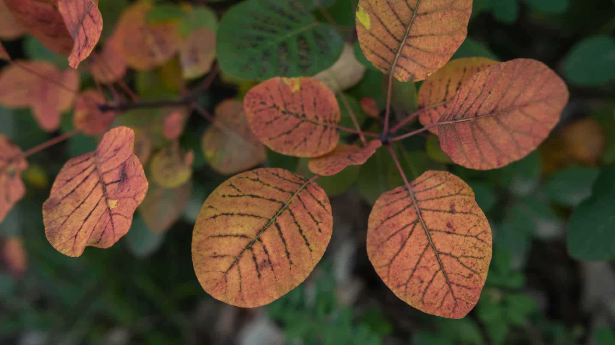 portraits des habitants de la forêt