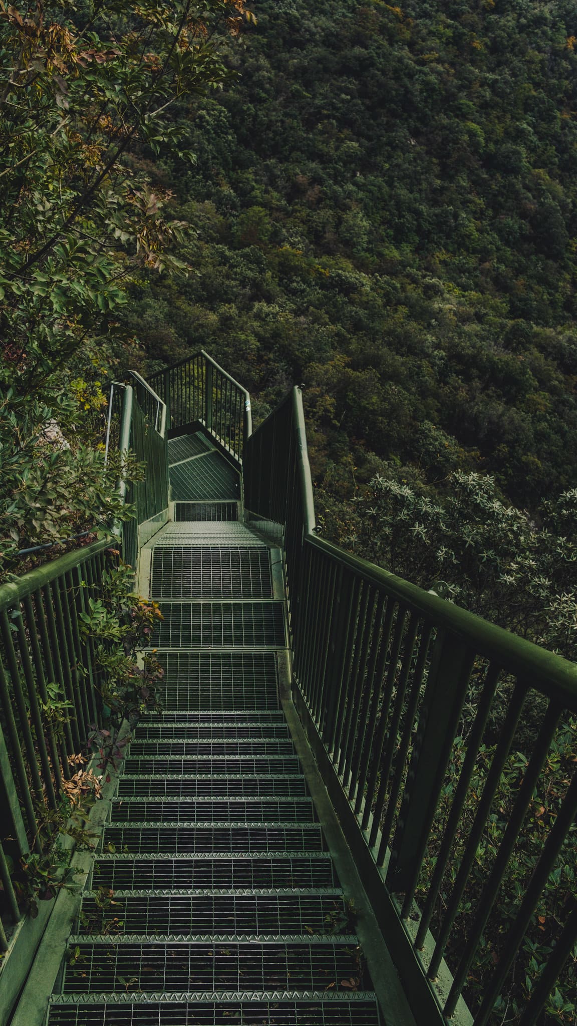 Un air de jungle au lac de Garde