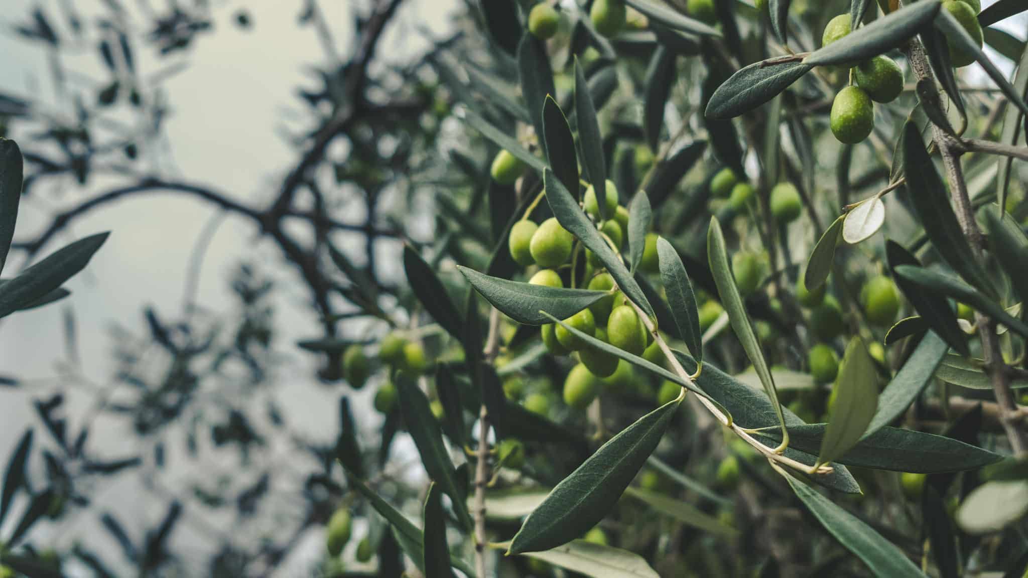 Oliviers sur le parking