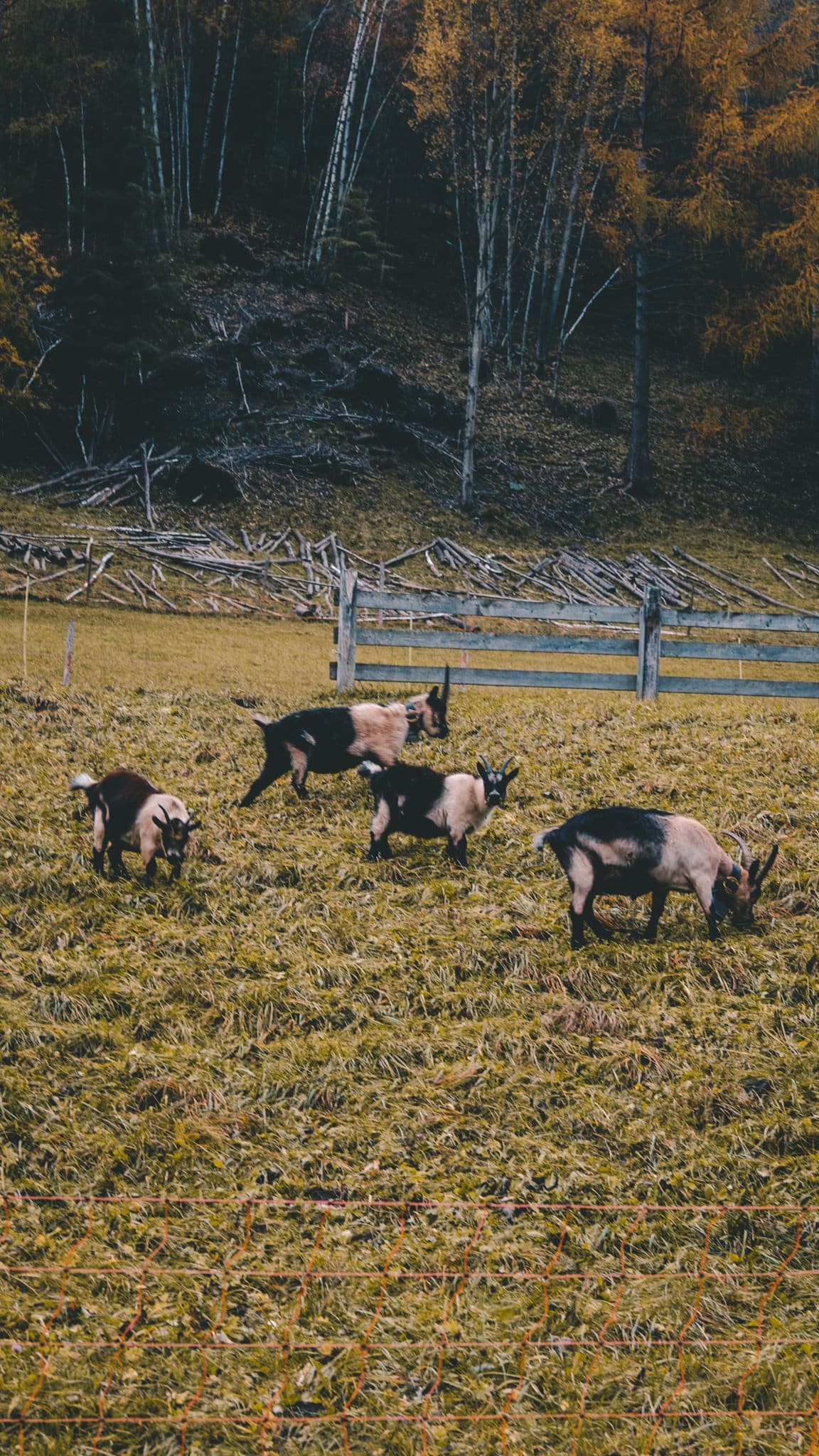 Biquettes dans les Dolomites