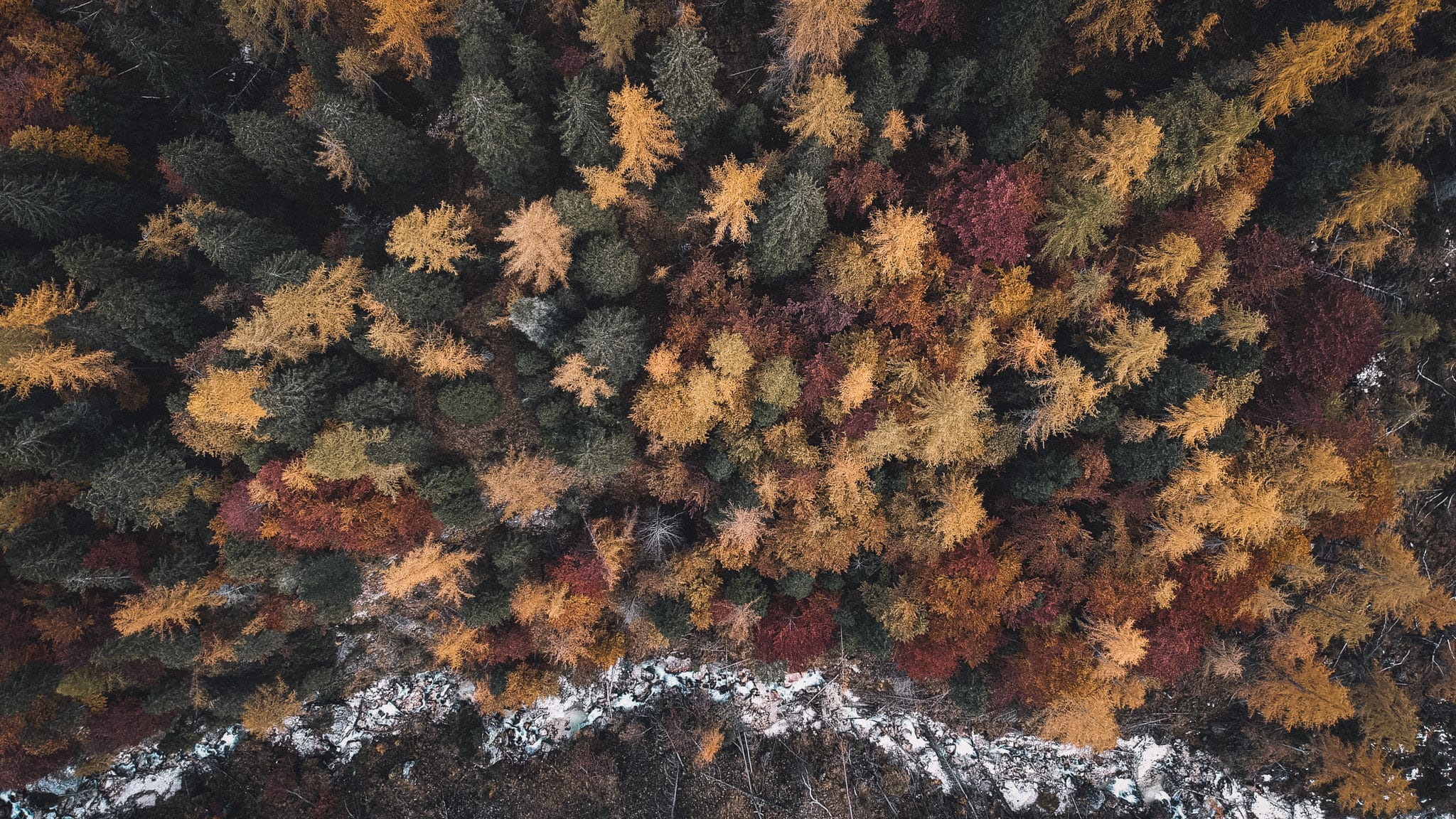 Drone au dessus des arbres Feuilles mortes pendant la randonnée Dolomites du lac de Sorapis