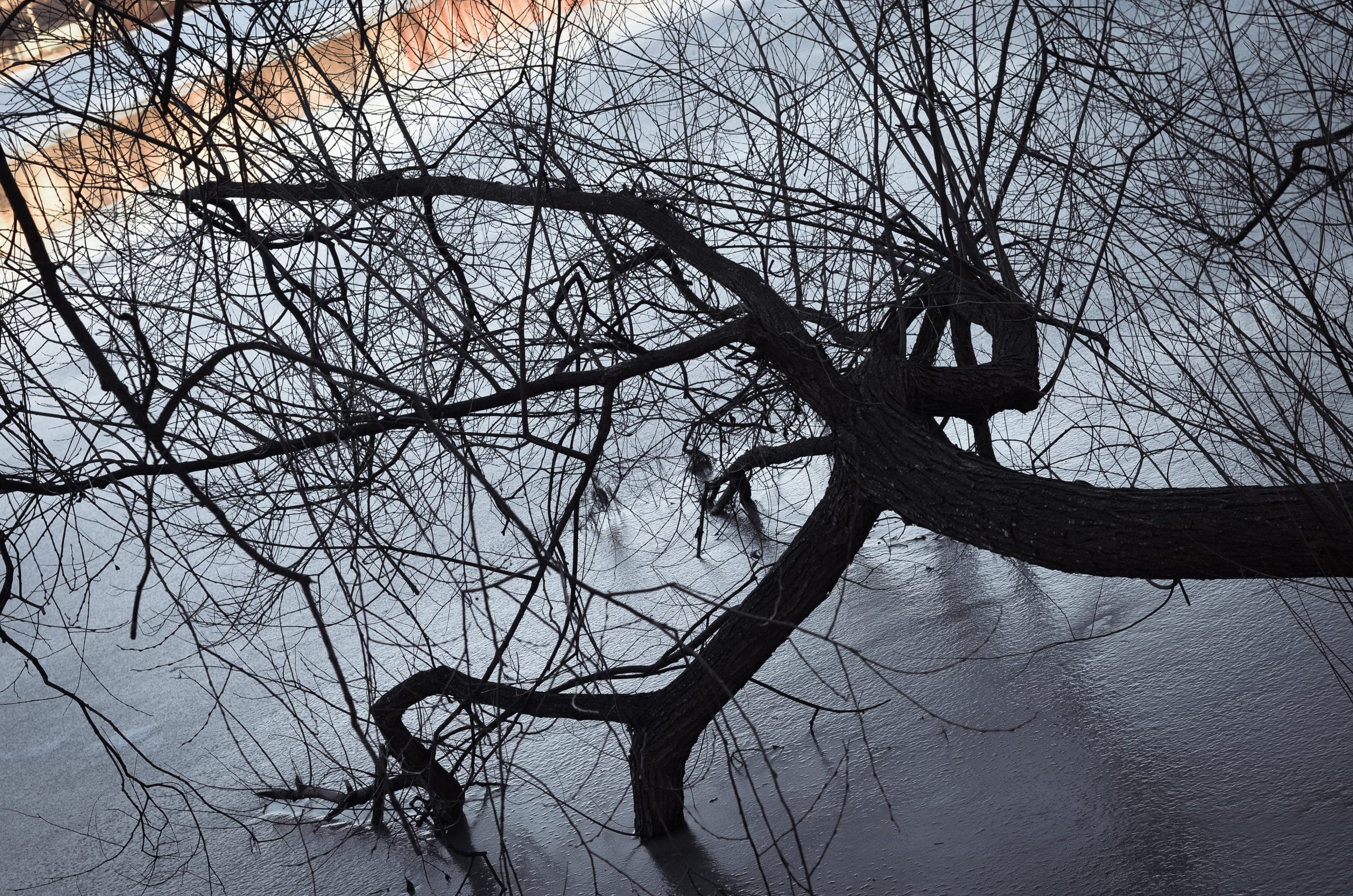 Nature emprisonnée pendant l'hiver suédois