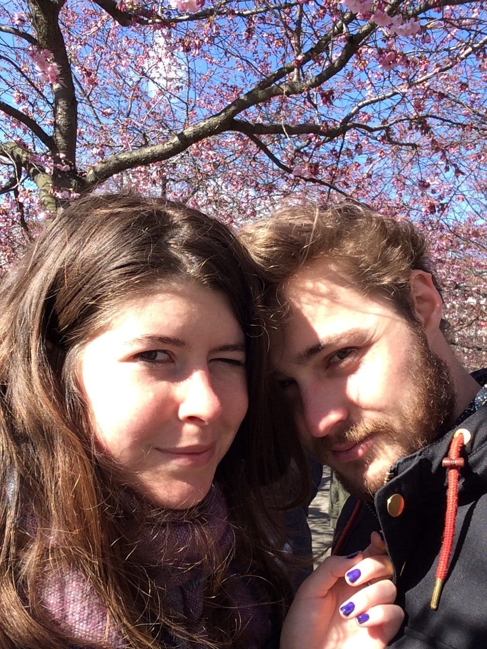 Cerisiers en fleurs à Stockholm