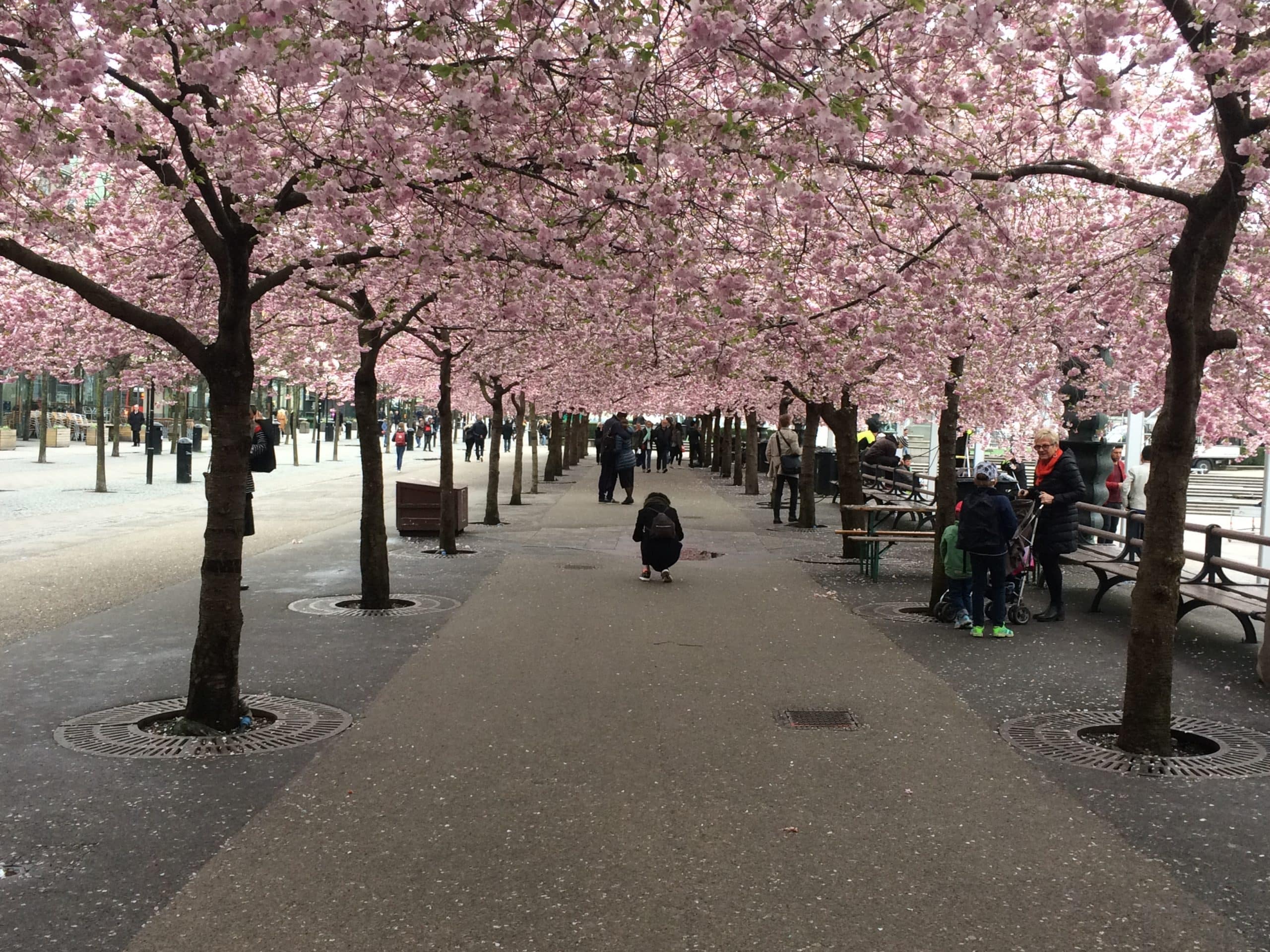 Les cerisiers de Kungsträdgården, Stockholm