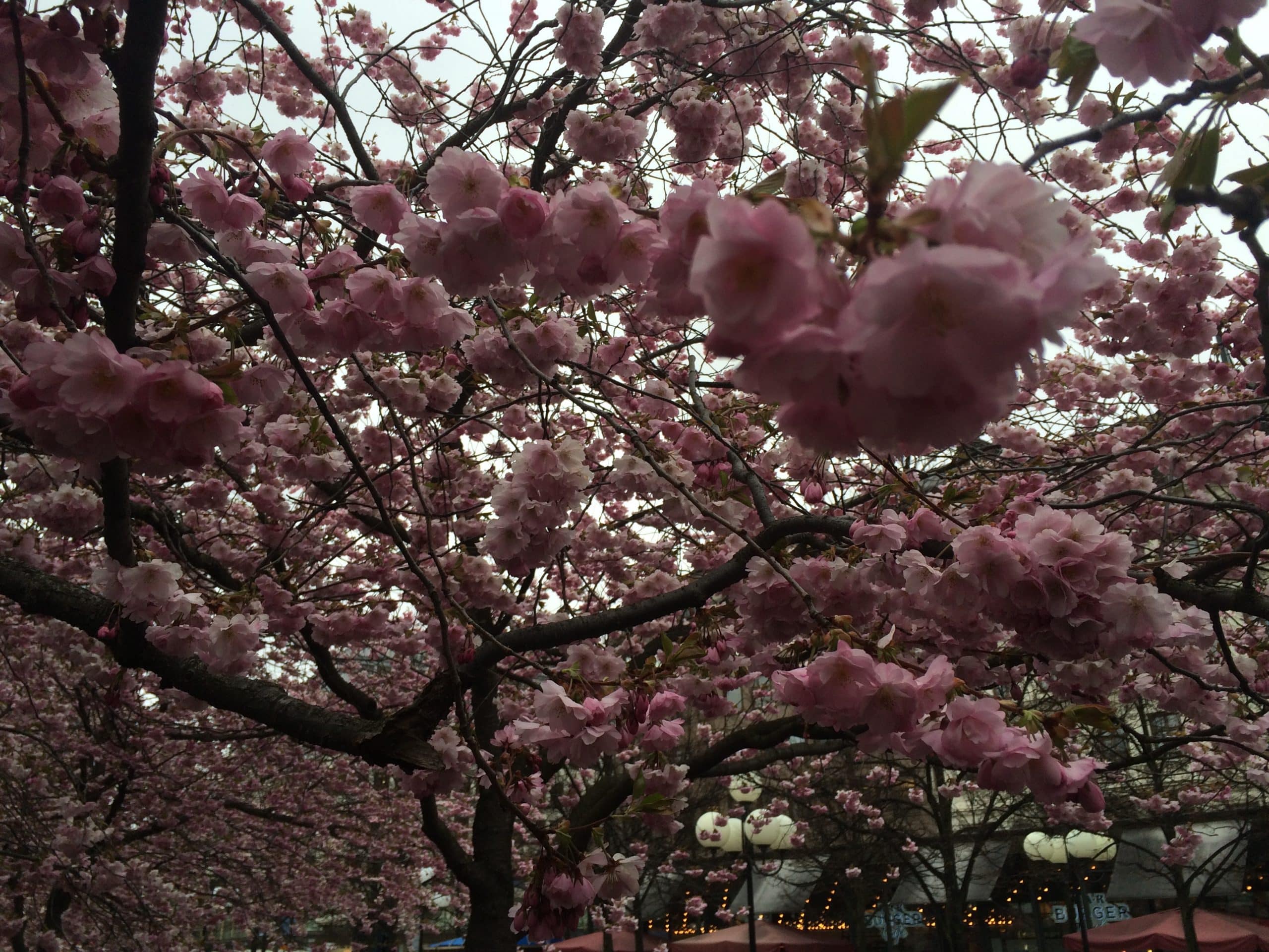 Week end à Stockholm fleuri