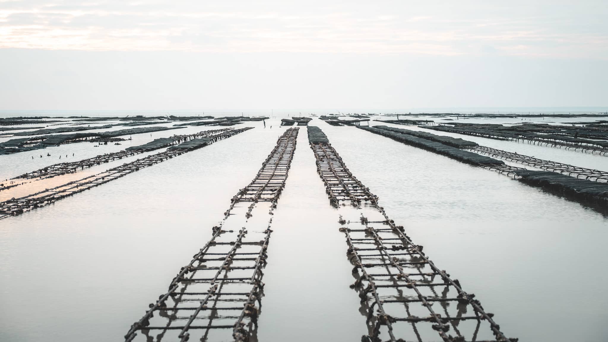 champs d'huîtres à Fouras : incontournable à visiter