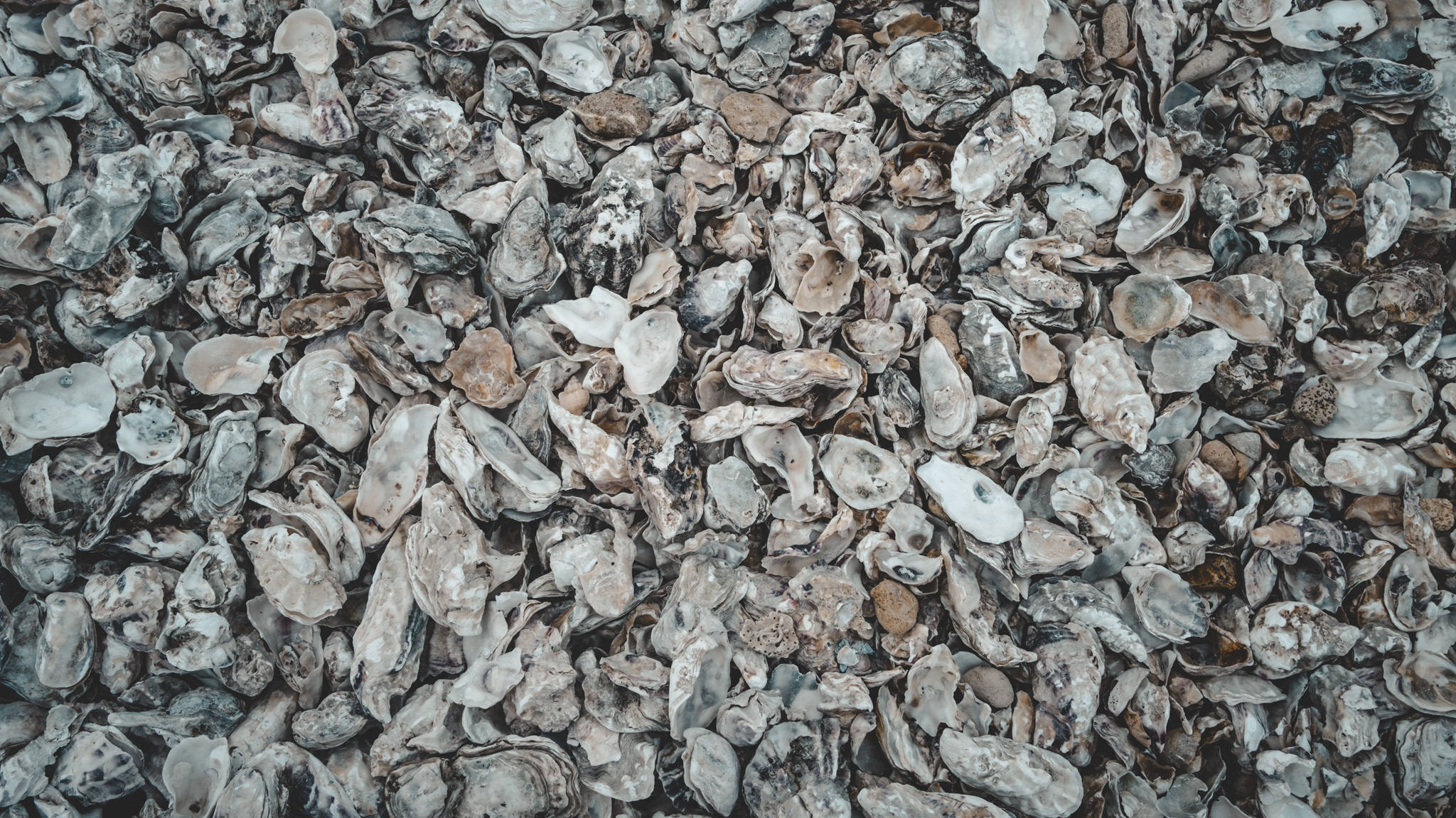 Le sol composé d'huître à la pointe de la fumée