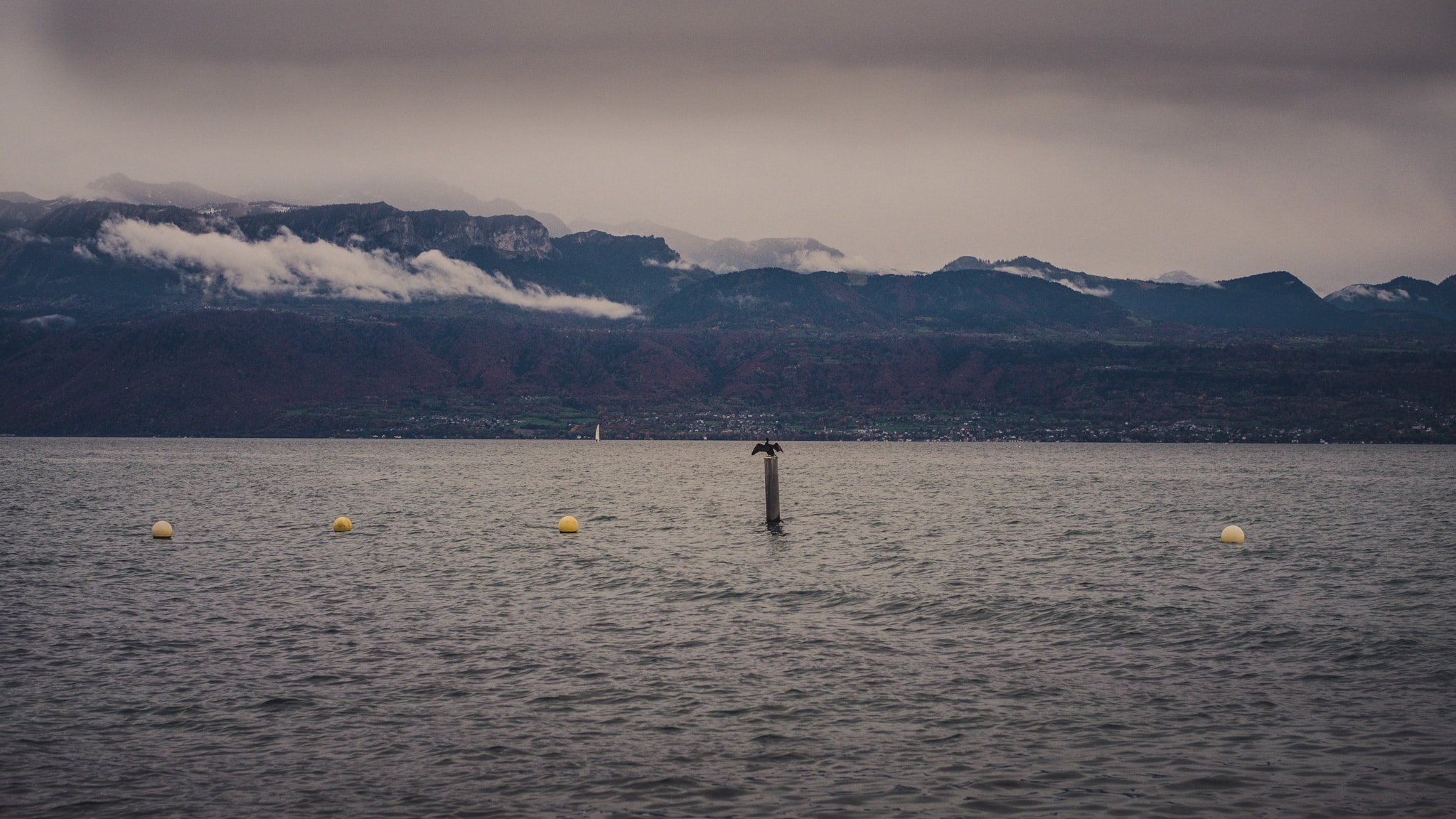 Observation d'oiseau au bord du Lac Léman : que faire à Lausanne
