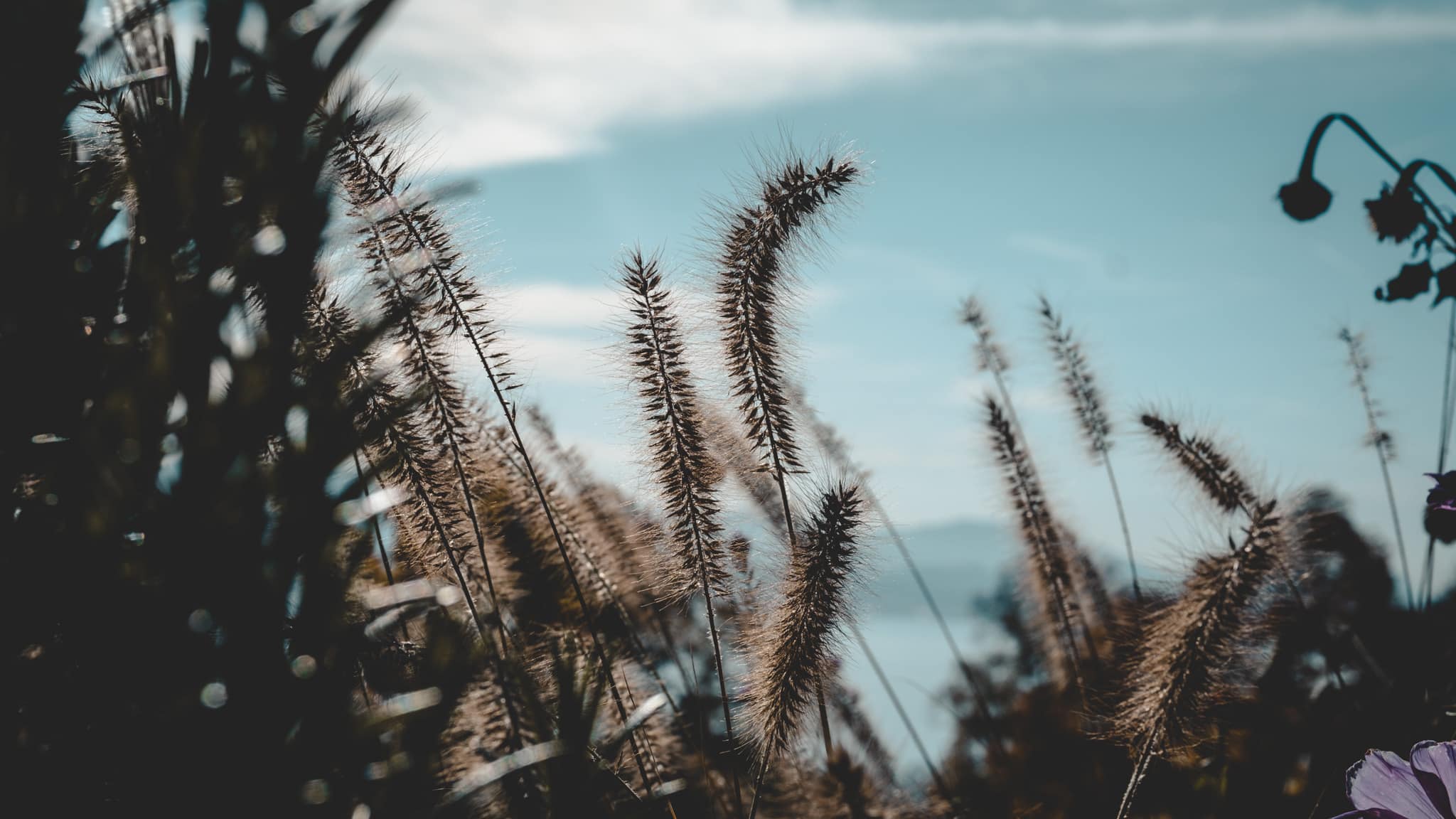 détails touffus depuis le parc de l'hermitage