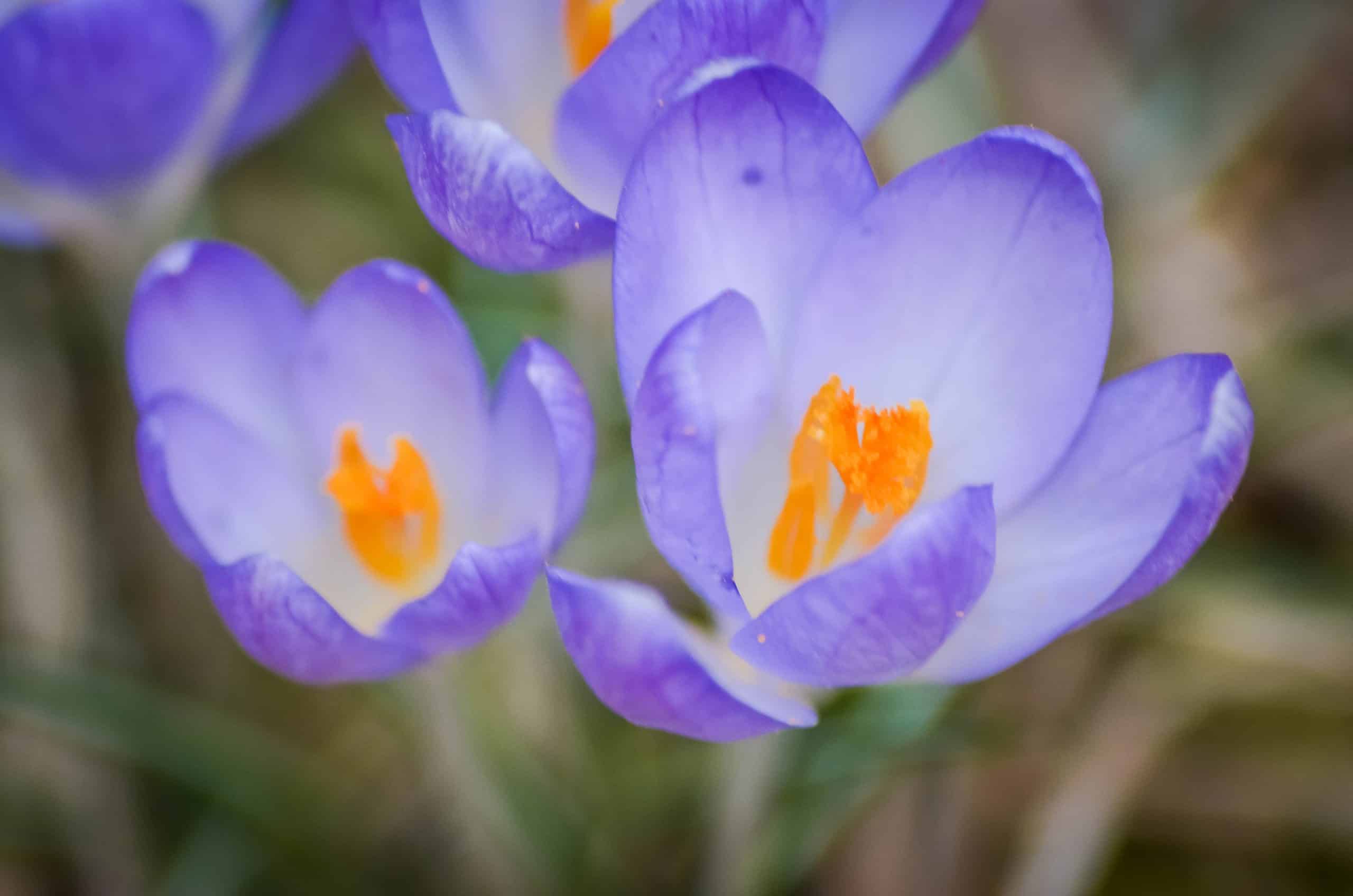 fleurs du cimetière des pins de Stockholm