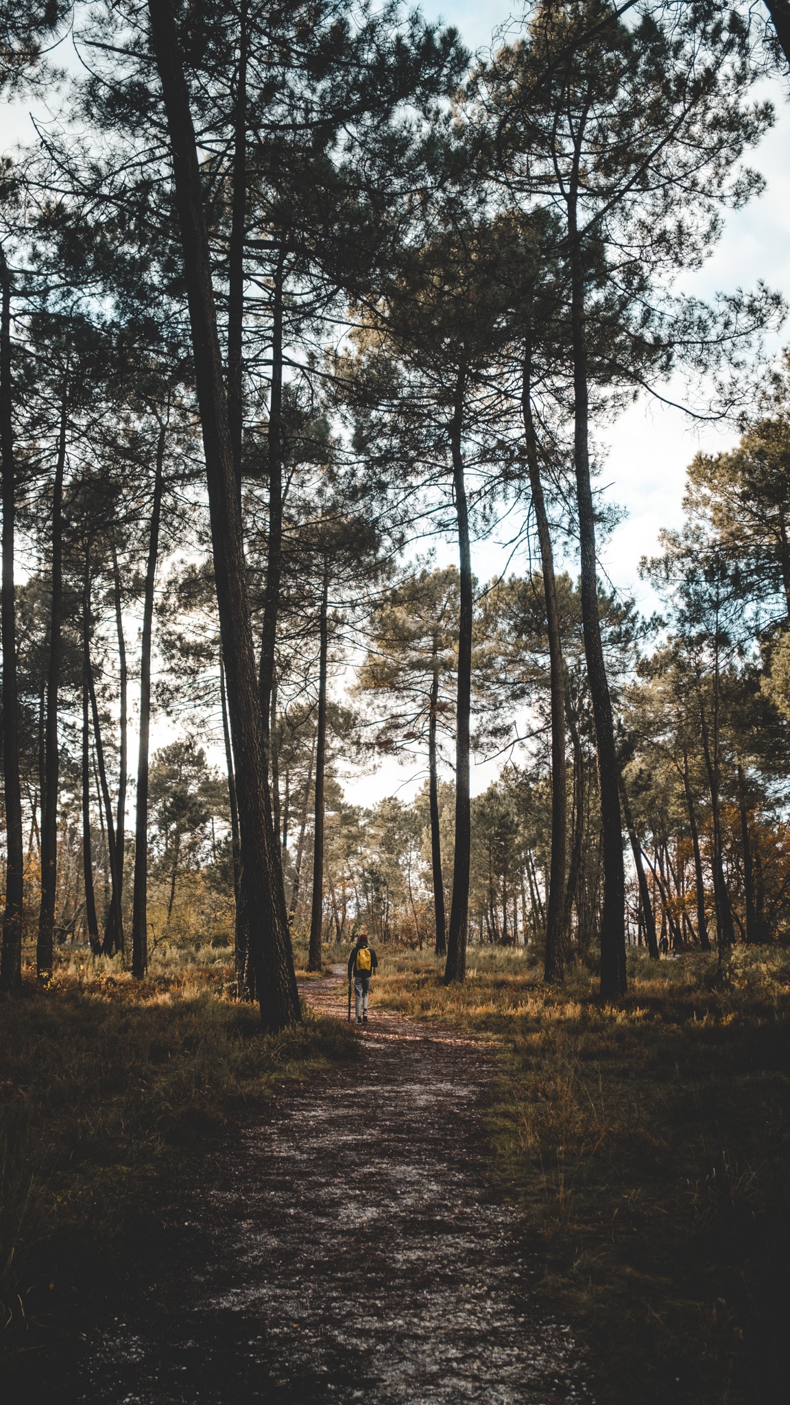 balade dans les pins au lac bleu de léognan