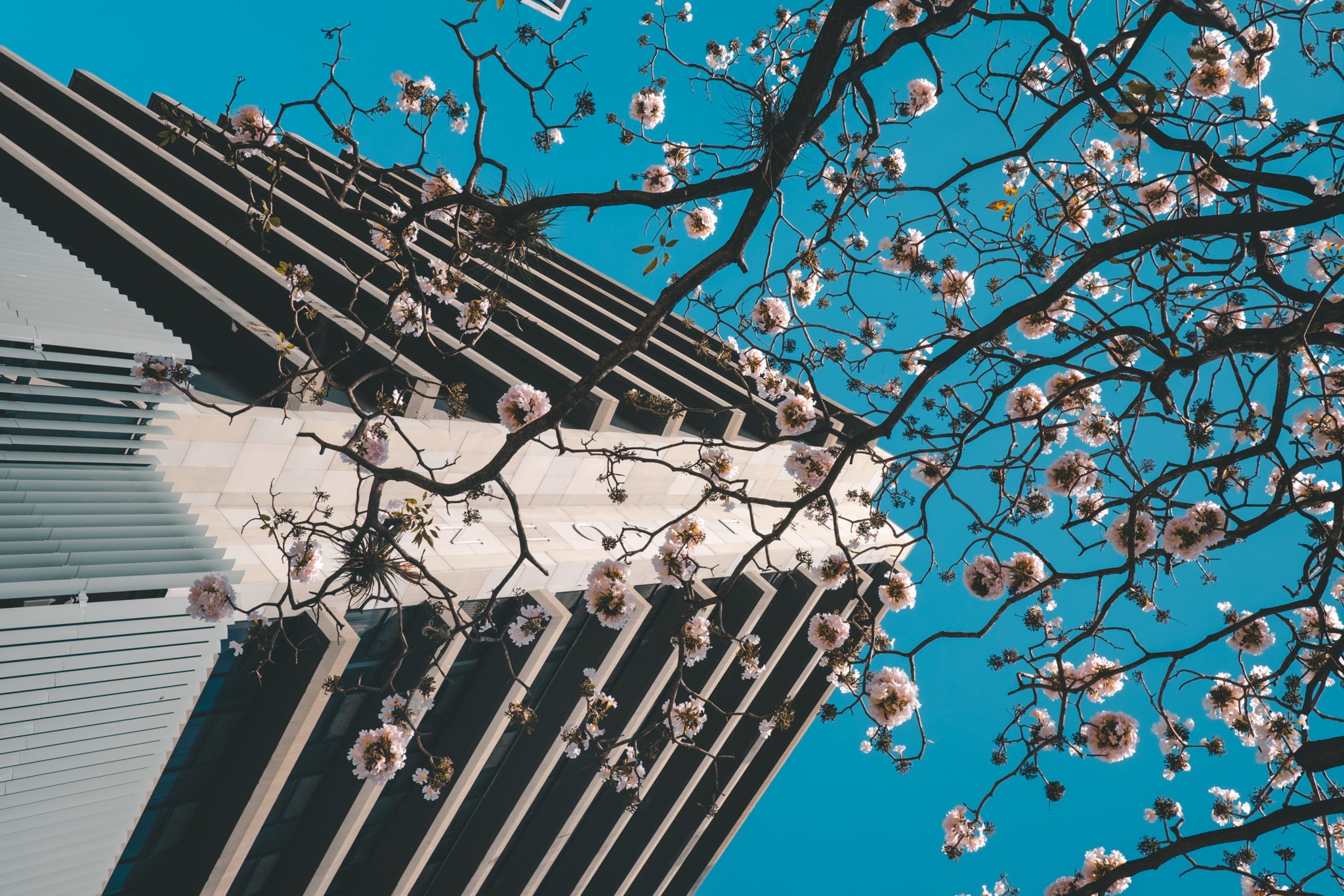 un beau cerisier dans l'allée centrale