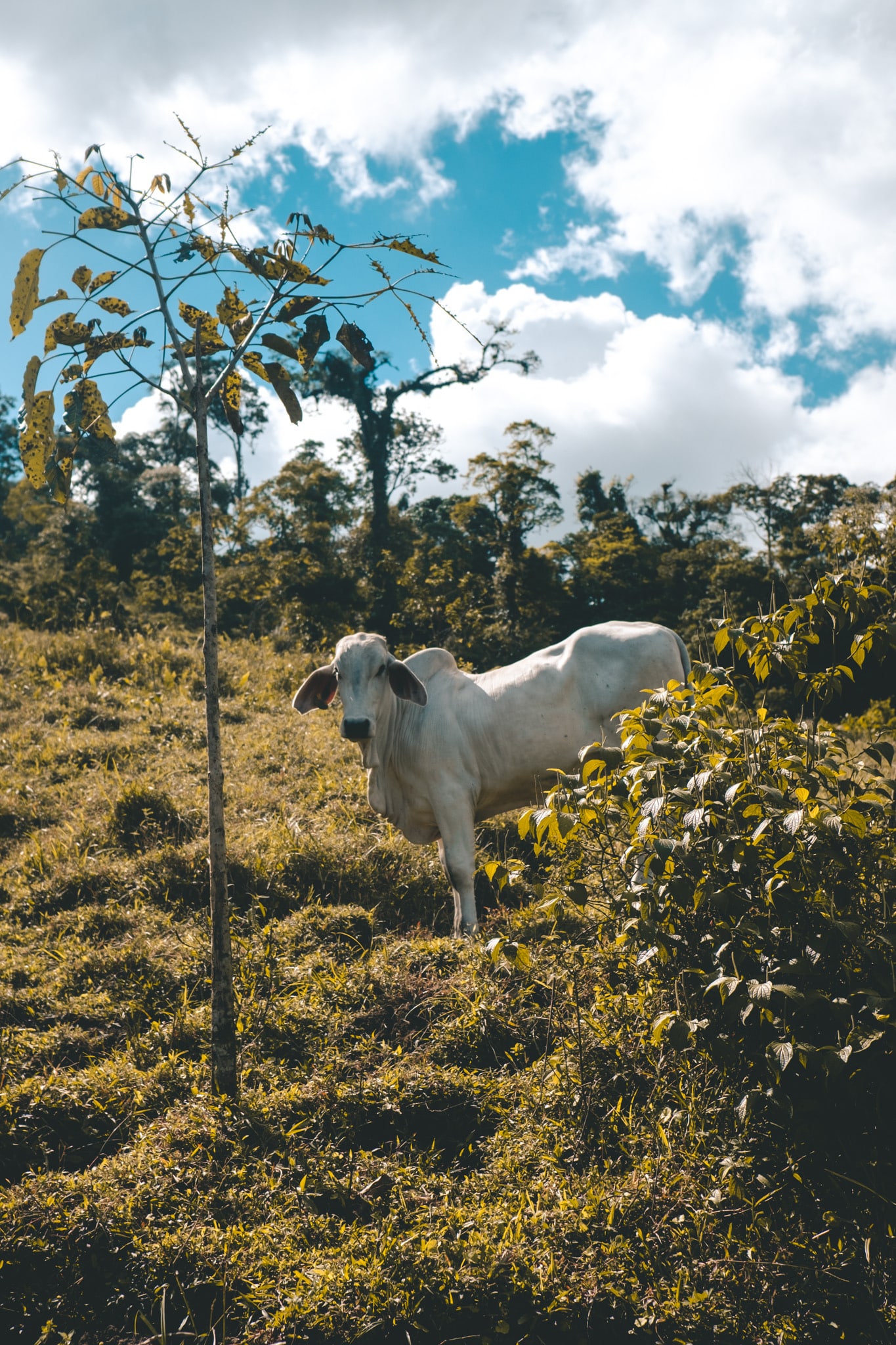 Une vache différente, La Fortuna, Costa Rica