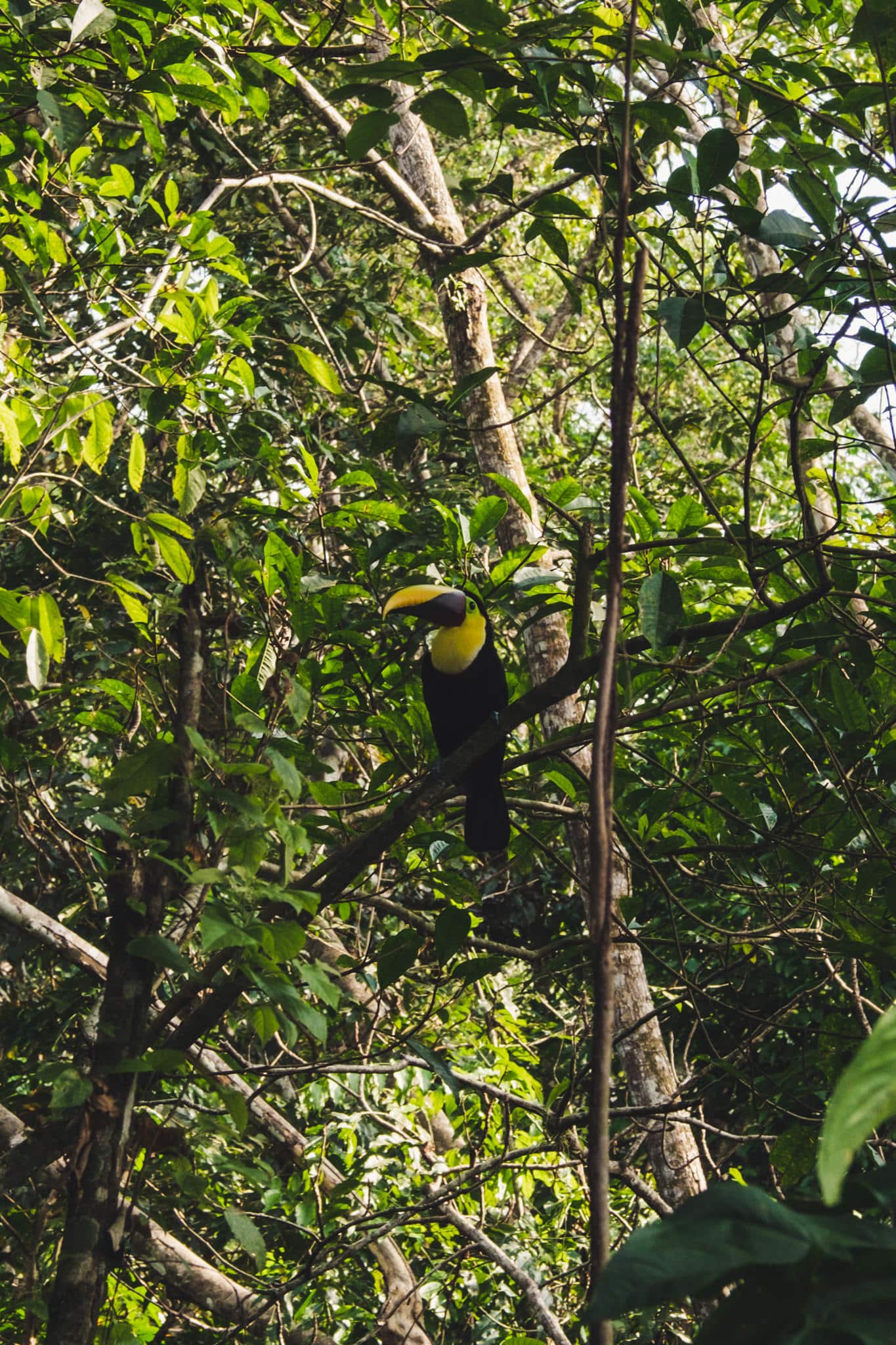 L'habitant de l'hotel Teva