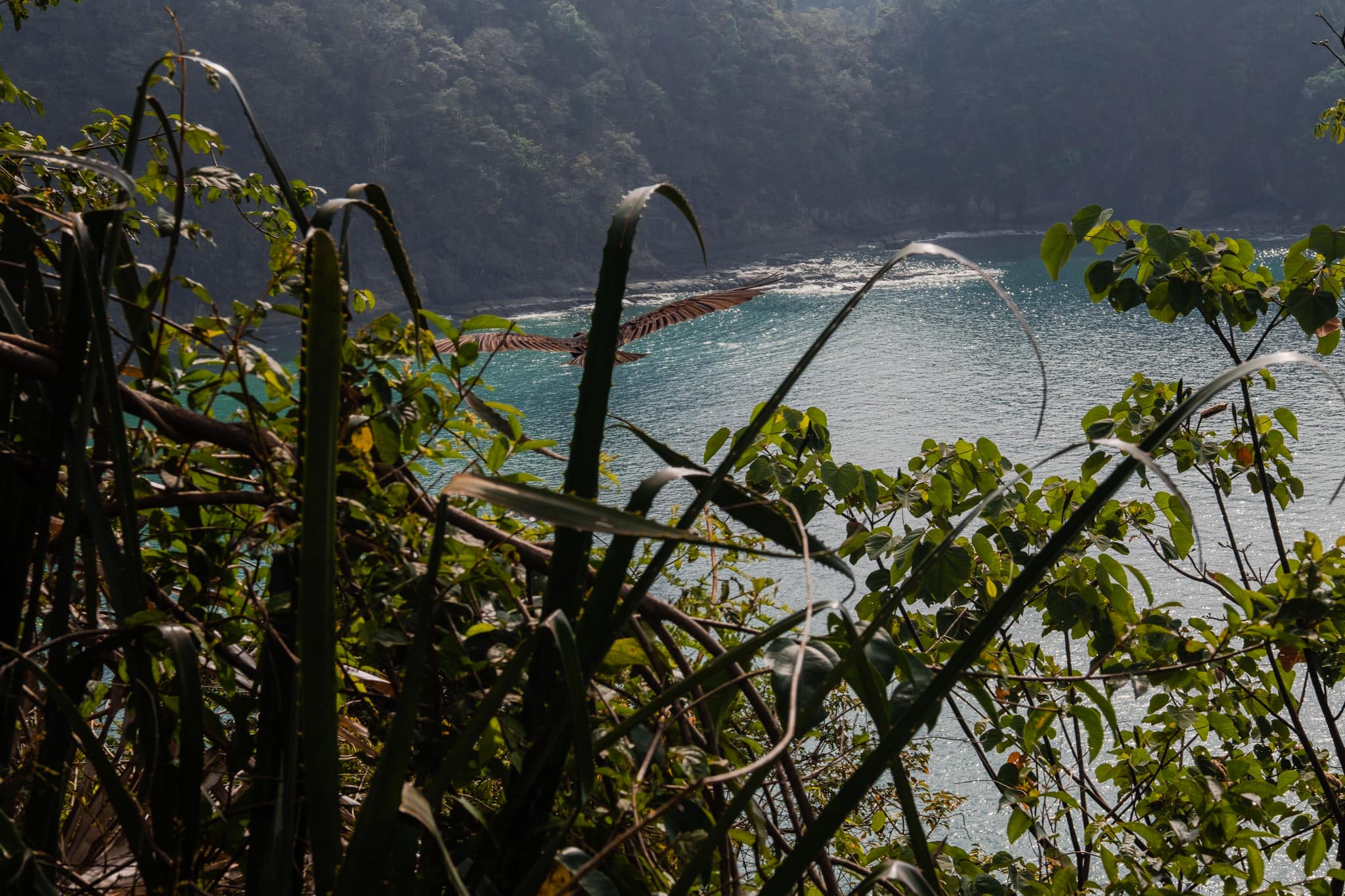 un oiseau un peu menaçant