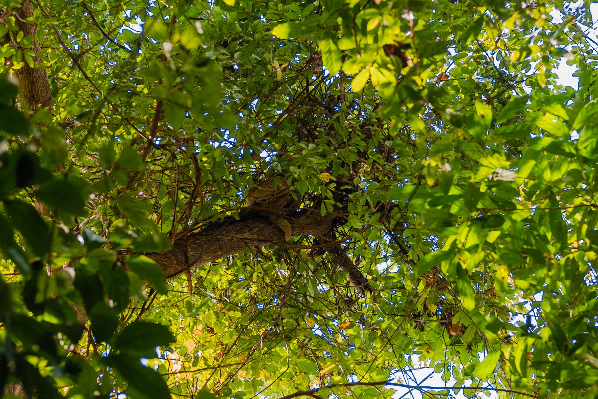 un paresseux a manuel antonio