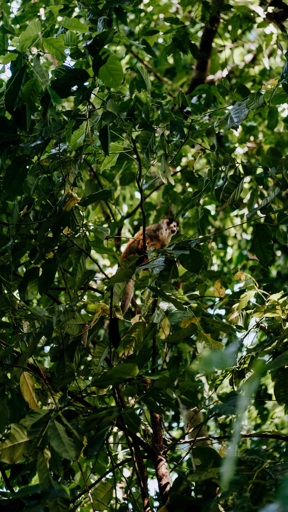 un autre singe costa ricain