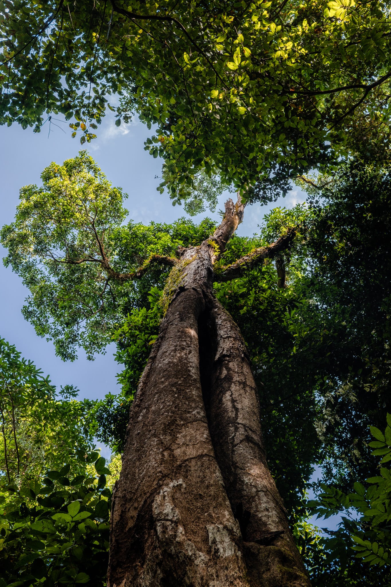 un beau ficus très fier