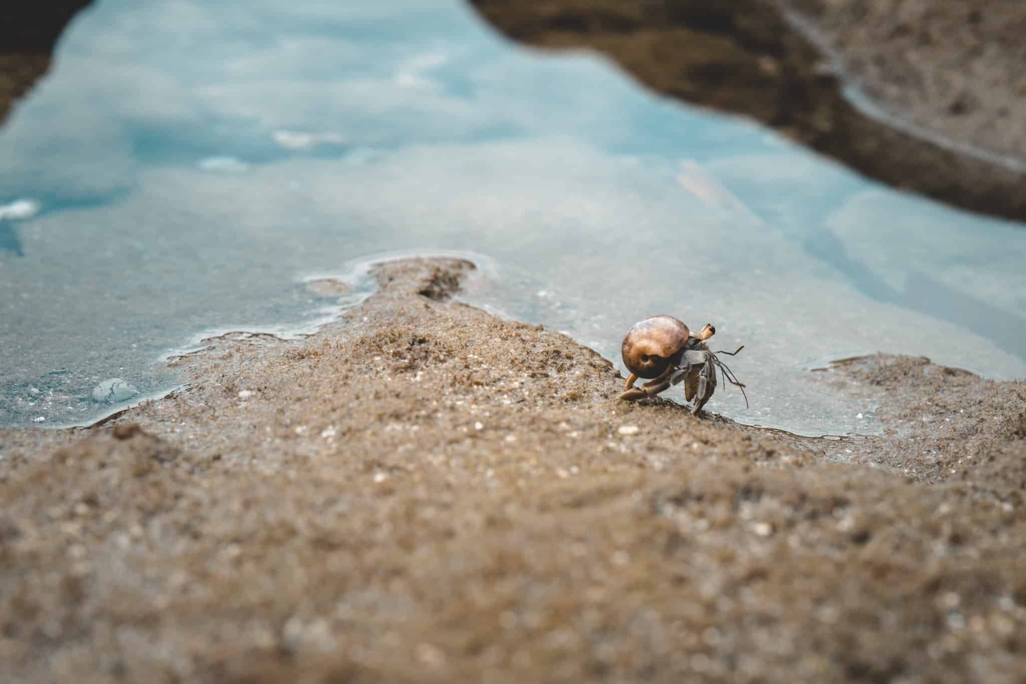 petit habitant de l'ocean tres mimi
