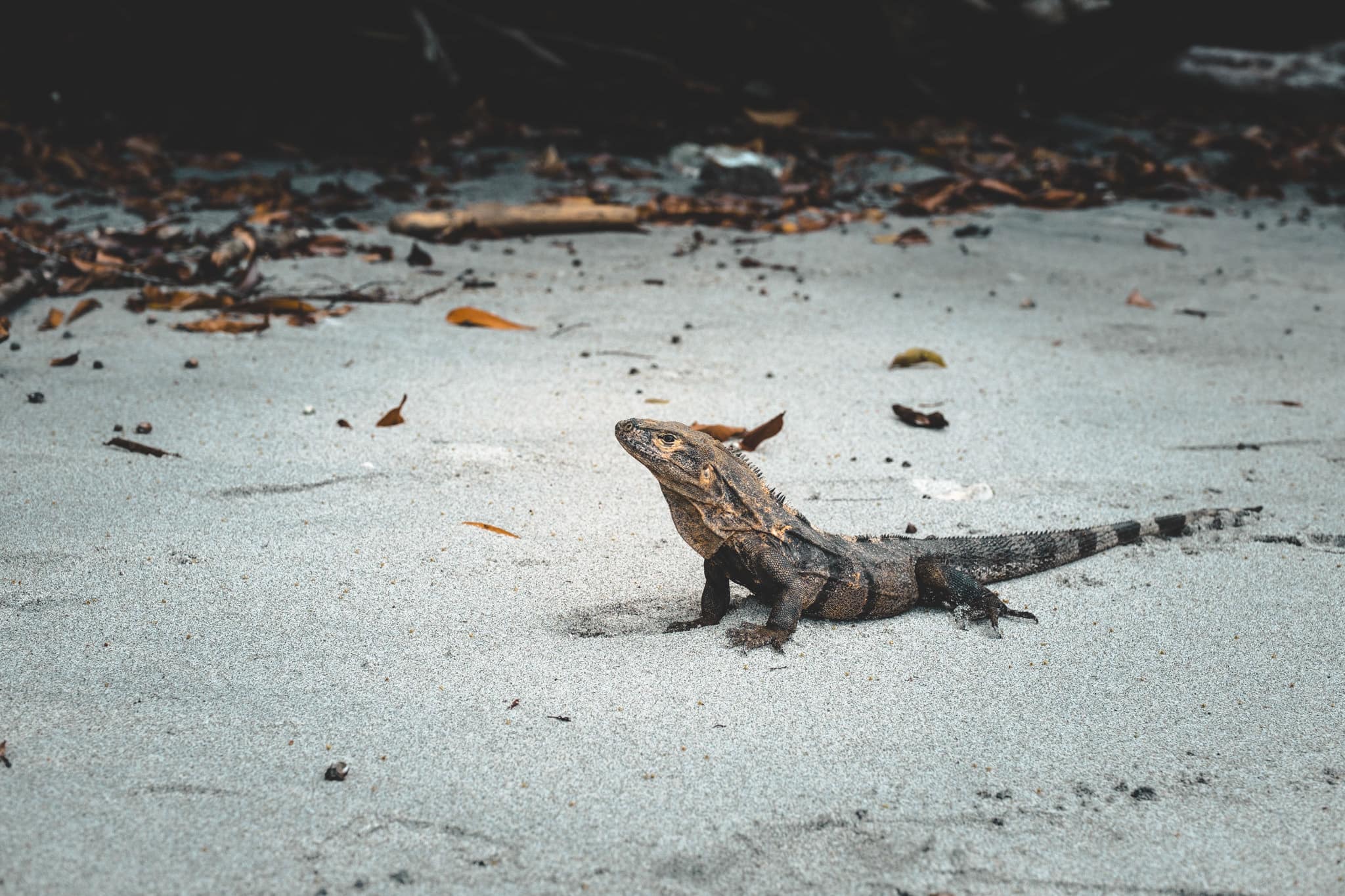 Un iguane plutôt sympa
