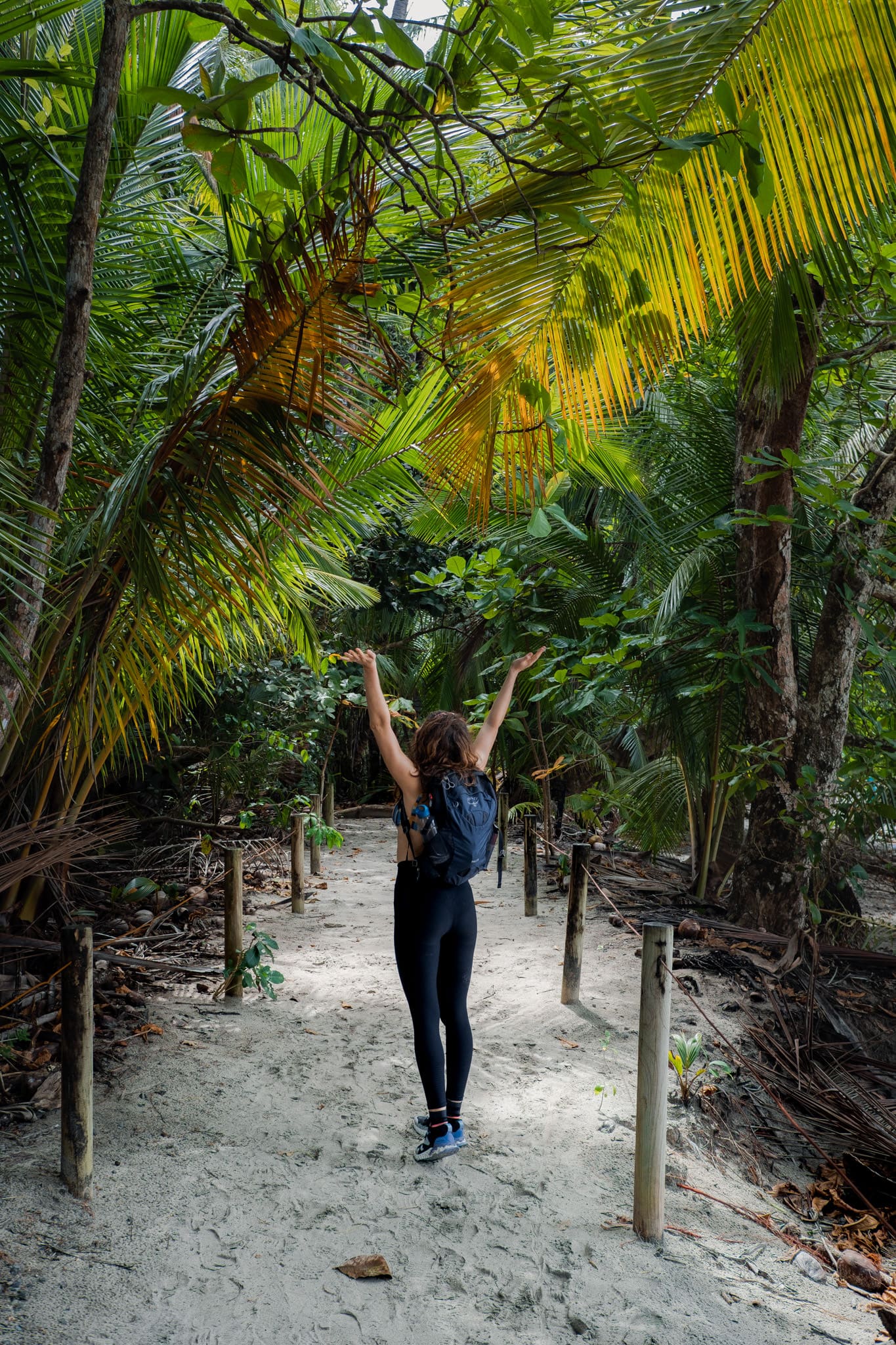 des jolies palmiers sur le bord de la plage