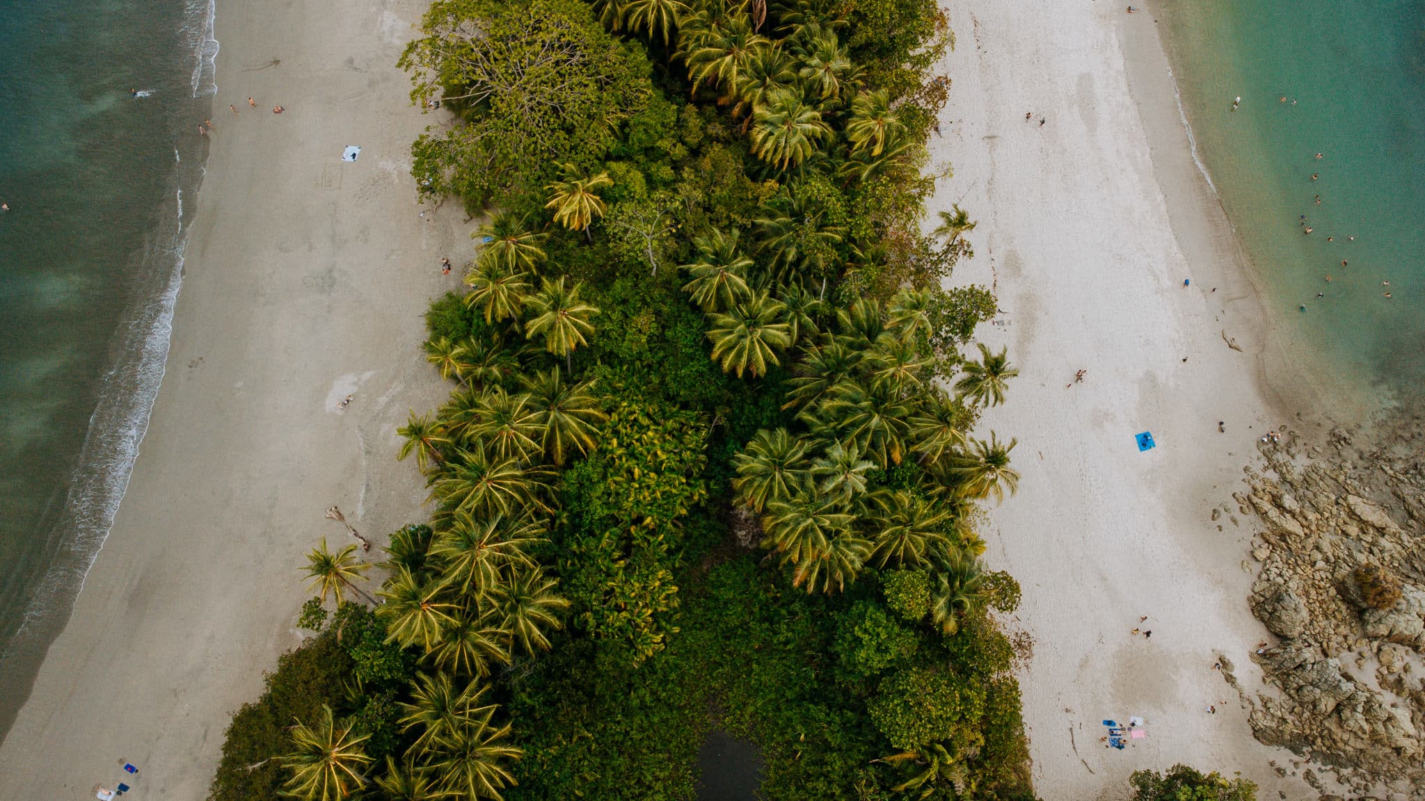 les palmiers sont très photogéniques